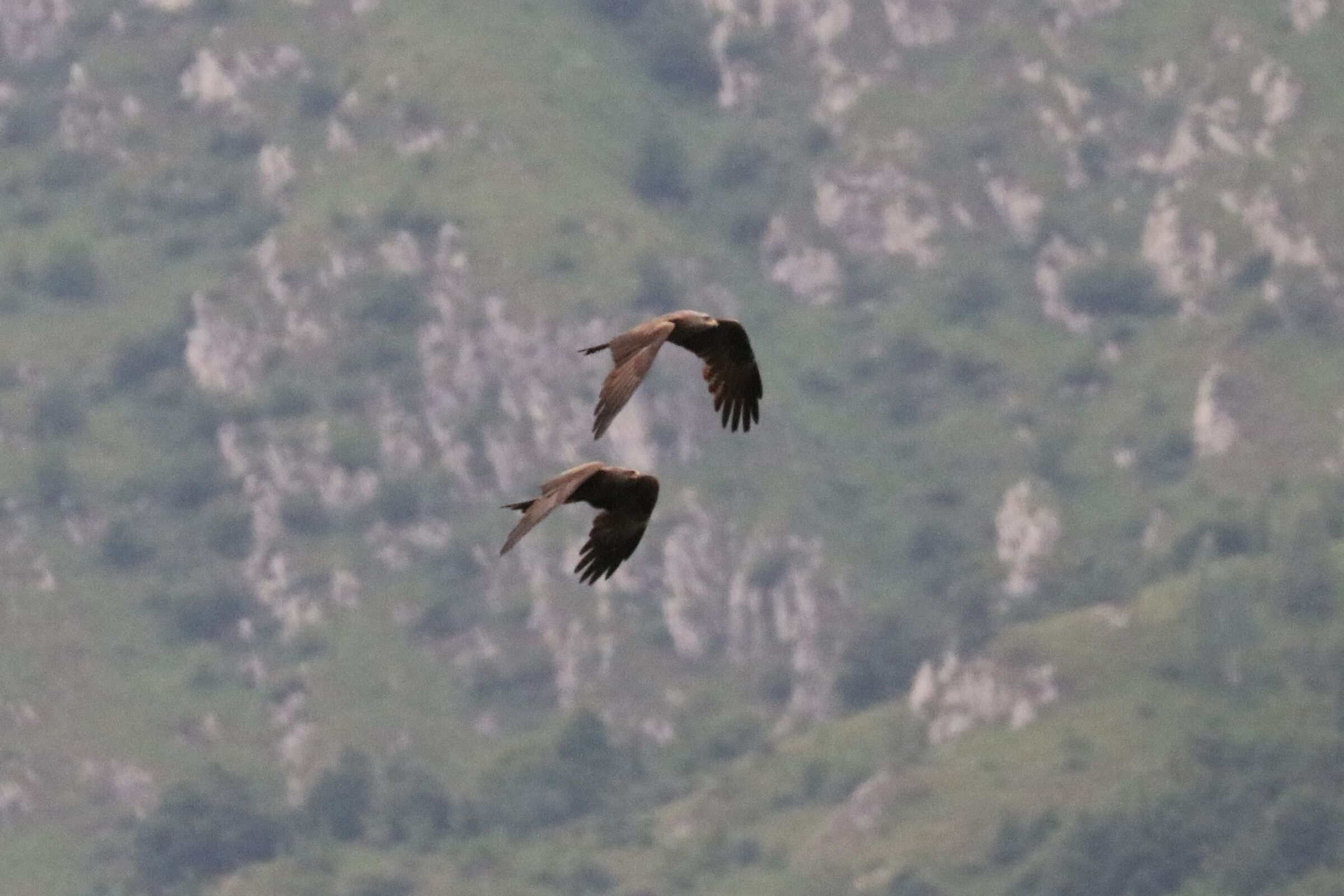 pair Kite