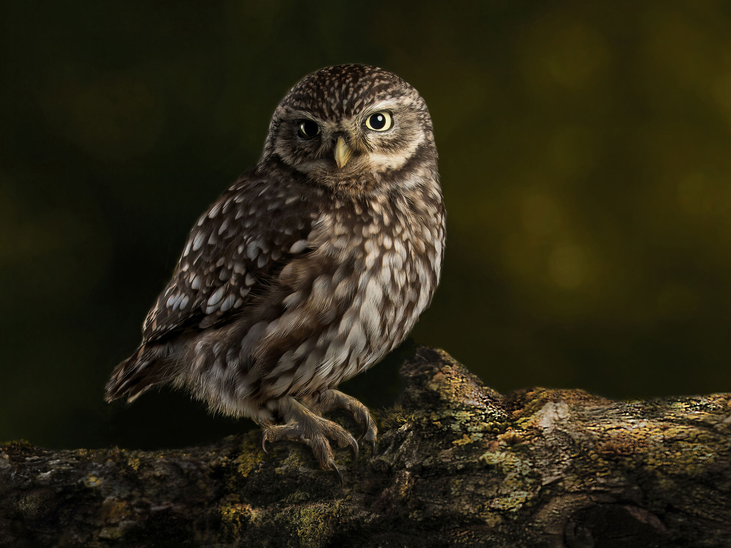 La Civetta e le luci della Città.