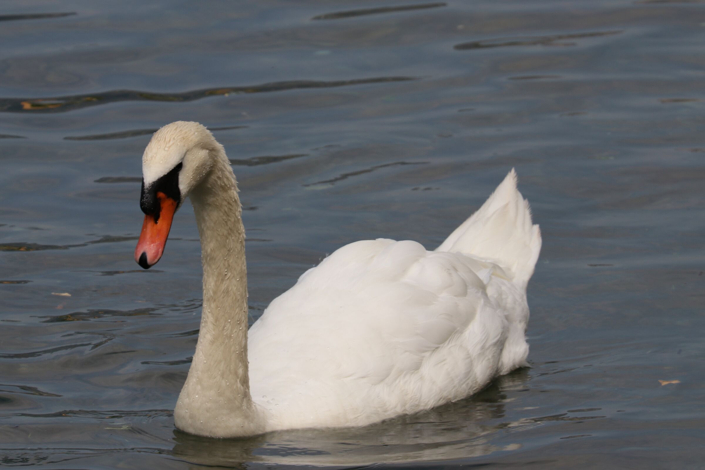 Swan