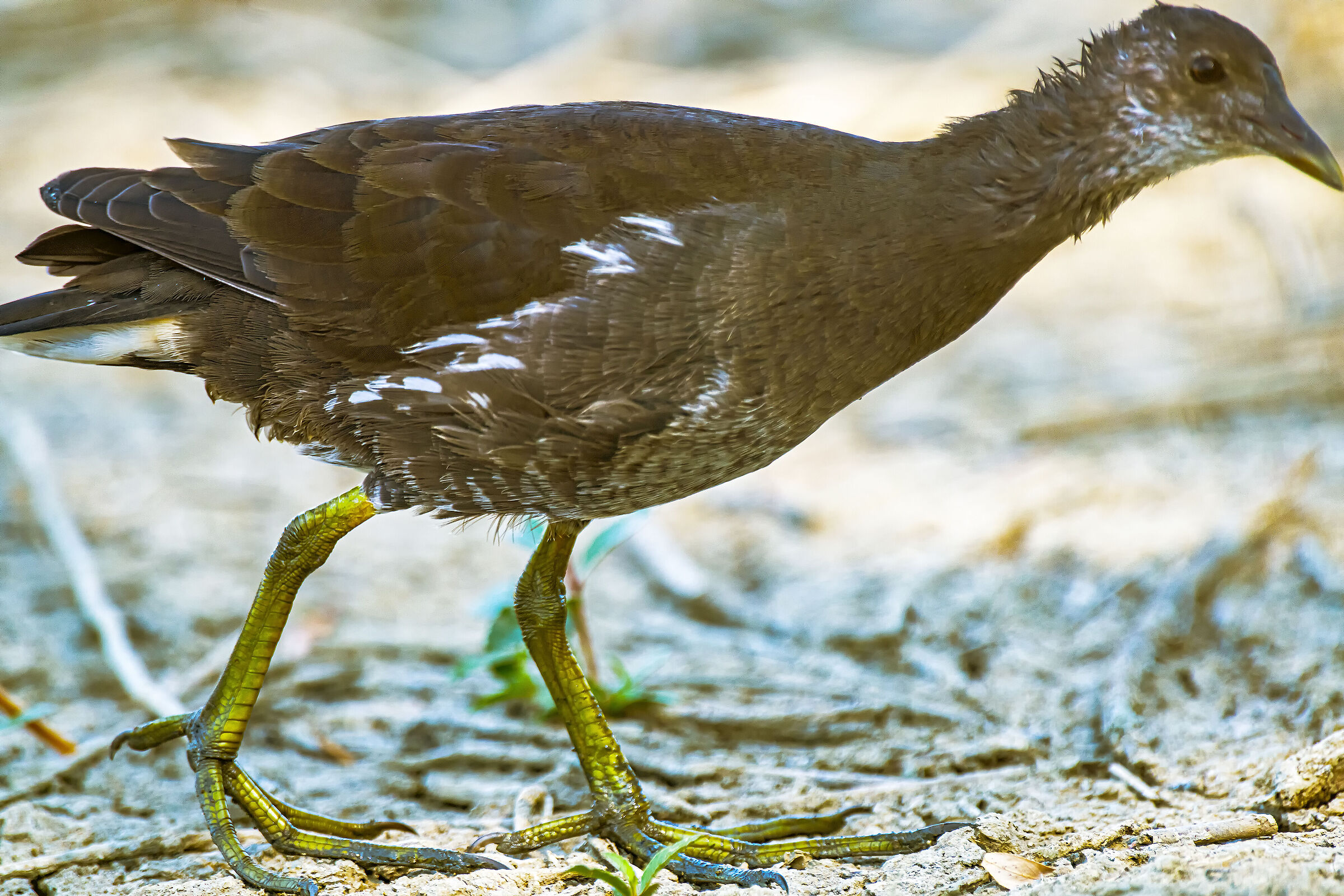 Pullo di Gallinella d'acqua - no drop
