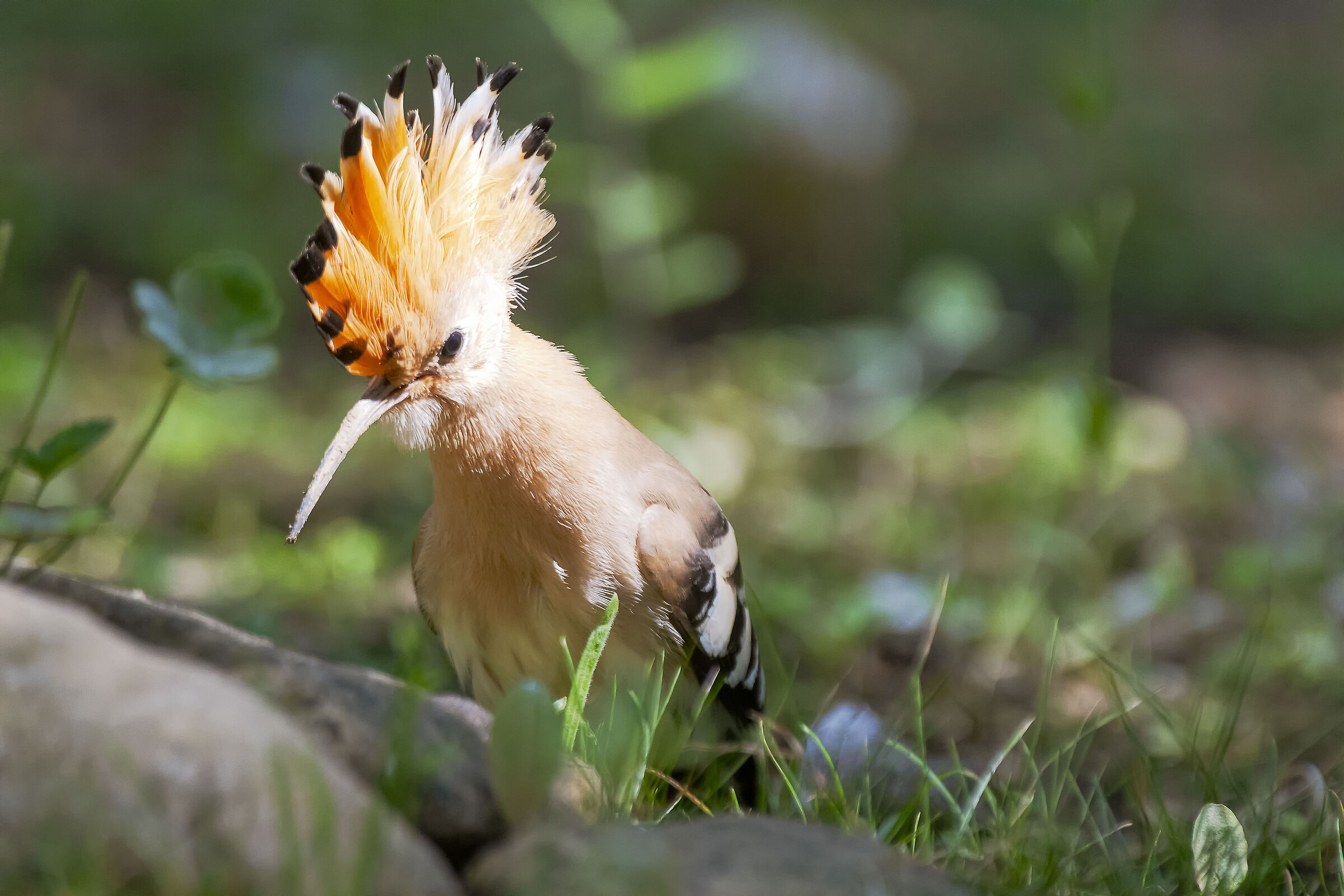 Hoopoe