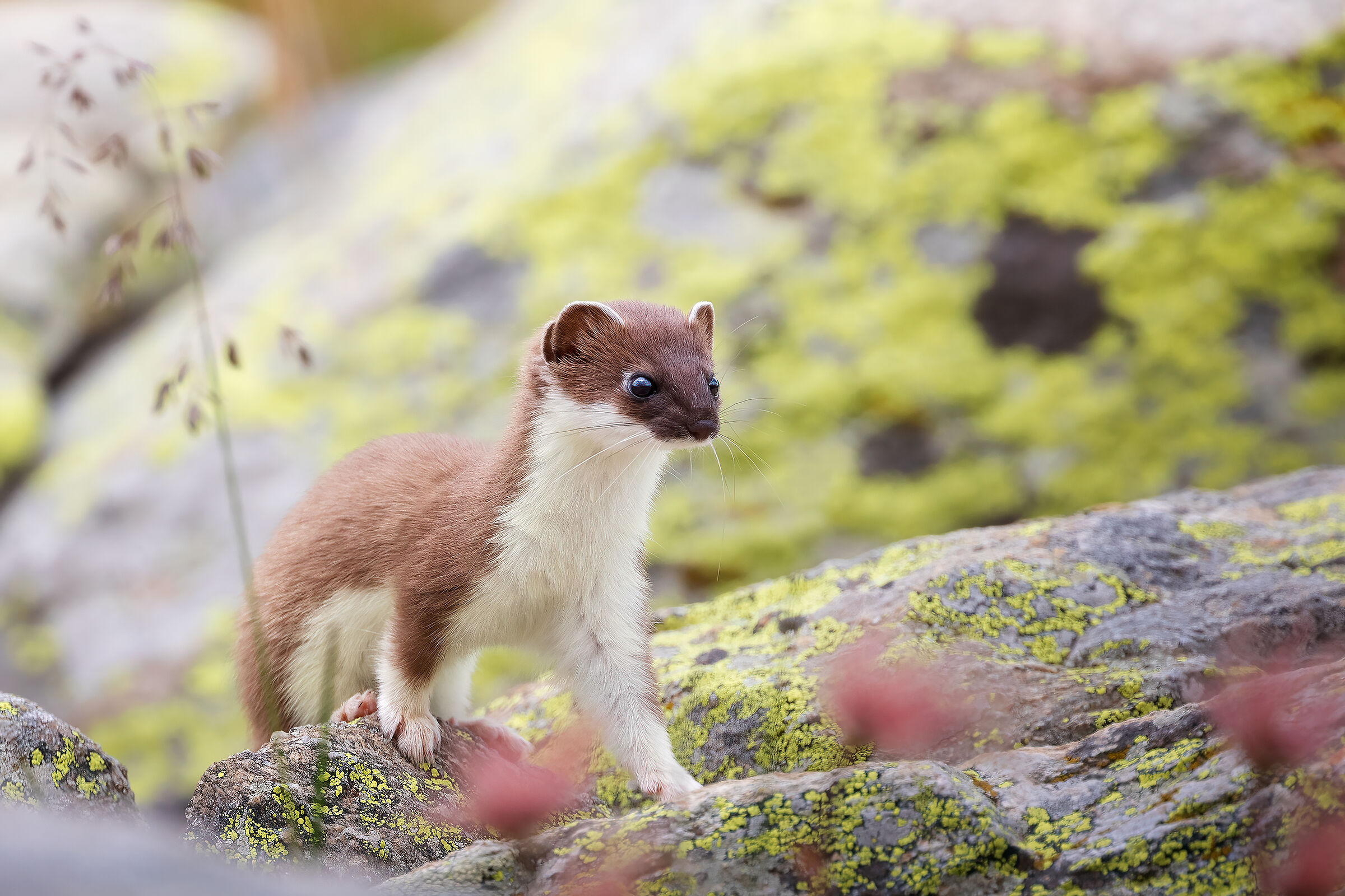 Leggendario per scaltrezza ed agilità