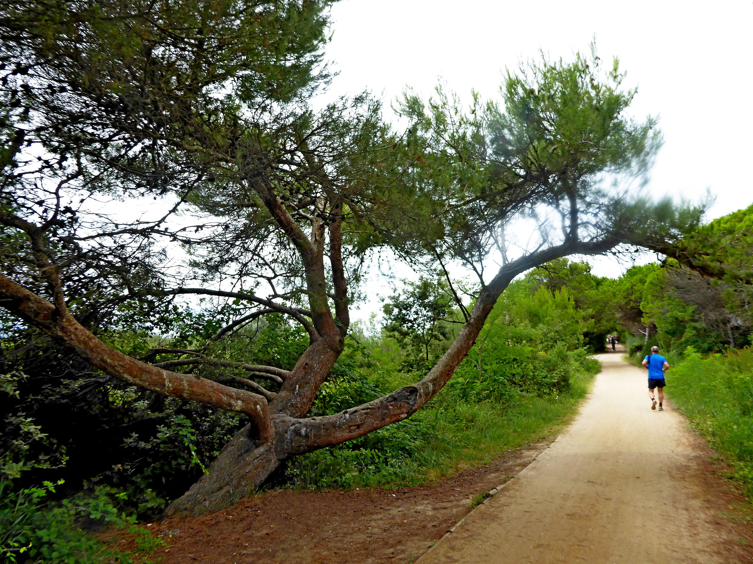 Joggin in the pine forest