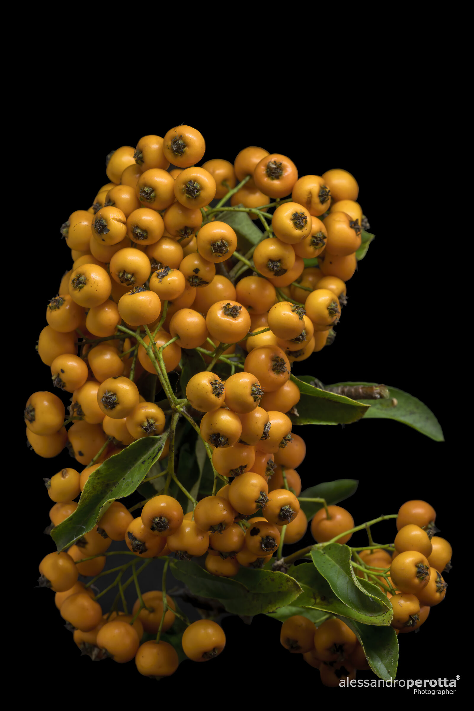 Pyracanta "Soleil d'Or"