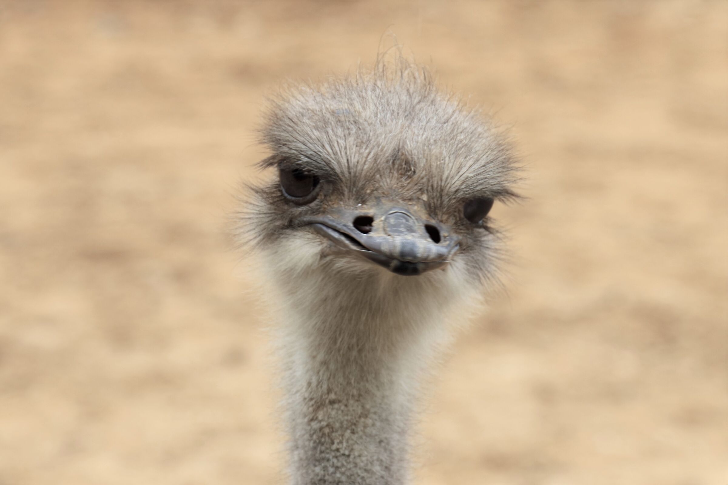 Colchester Zoo GB Ostrich