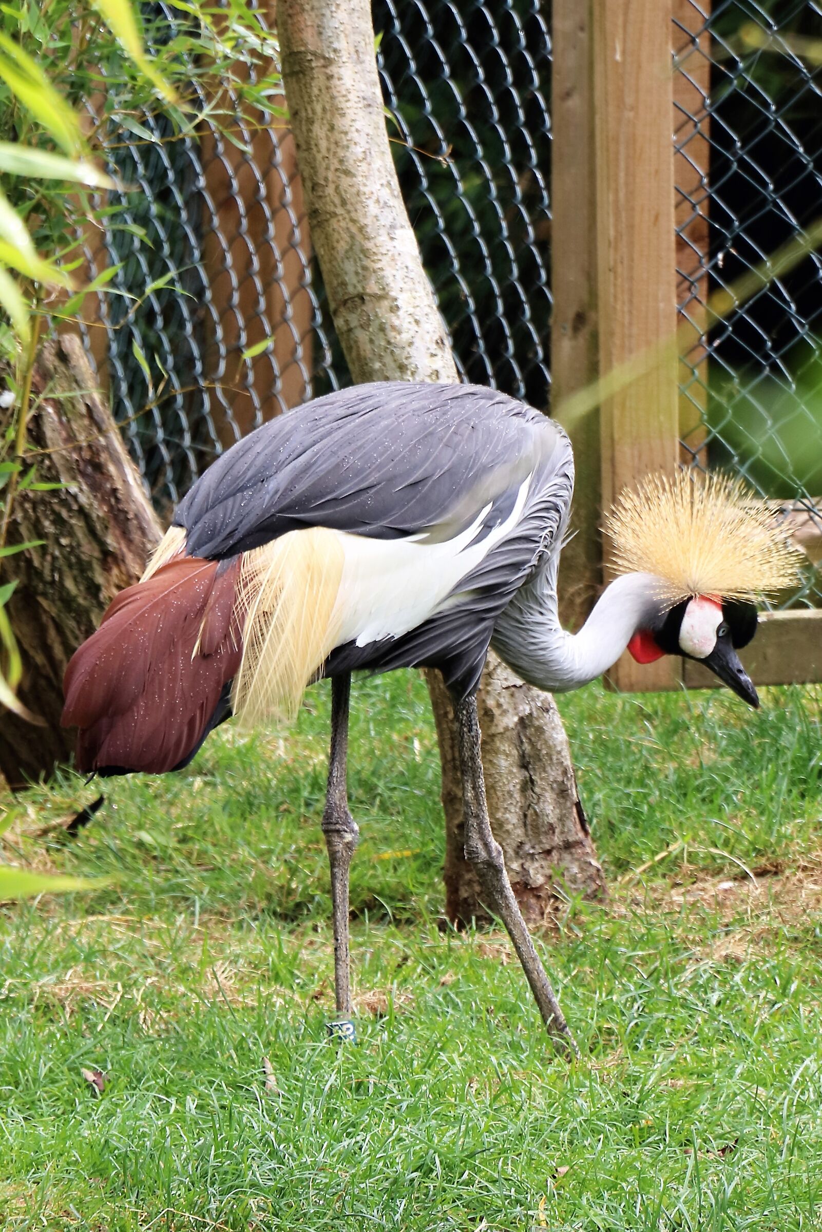 Colchester Zoo GB Ostrich