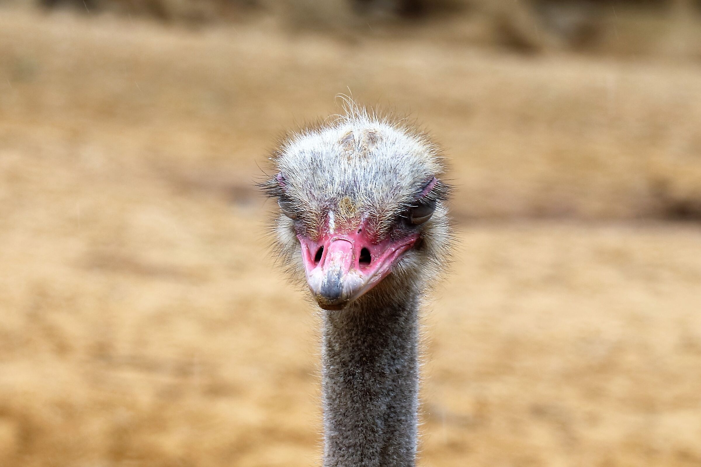 Colchester Ostrich Zoo