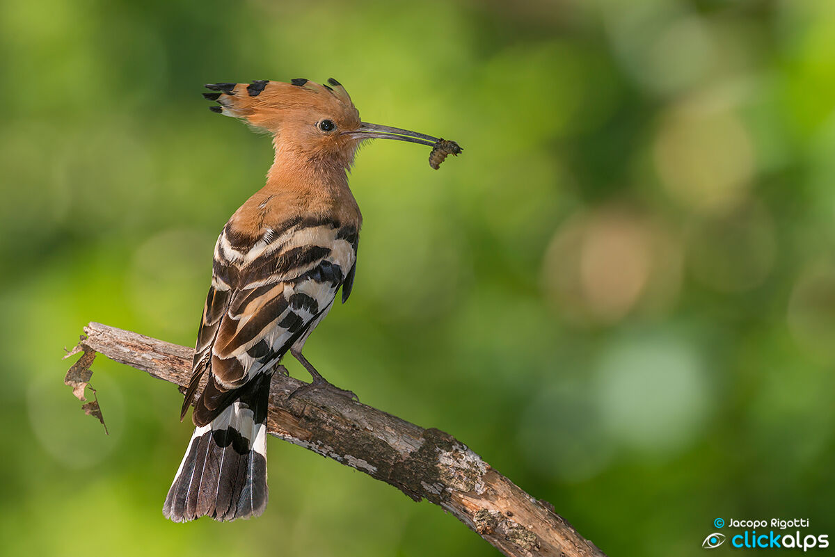 HOOPOE