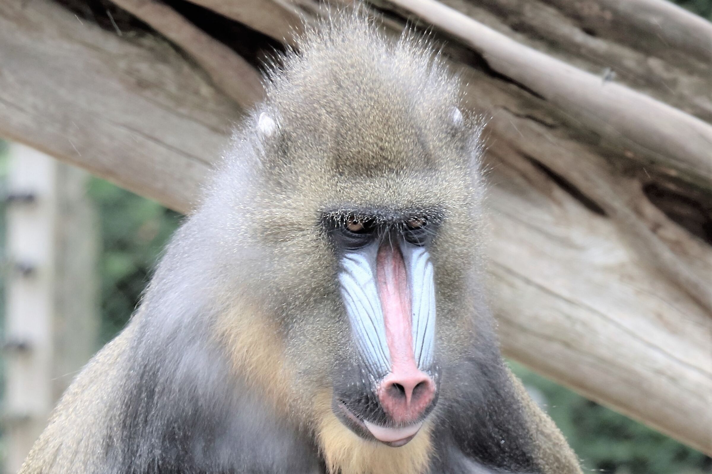 Zoo di Colchester GB