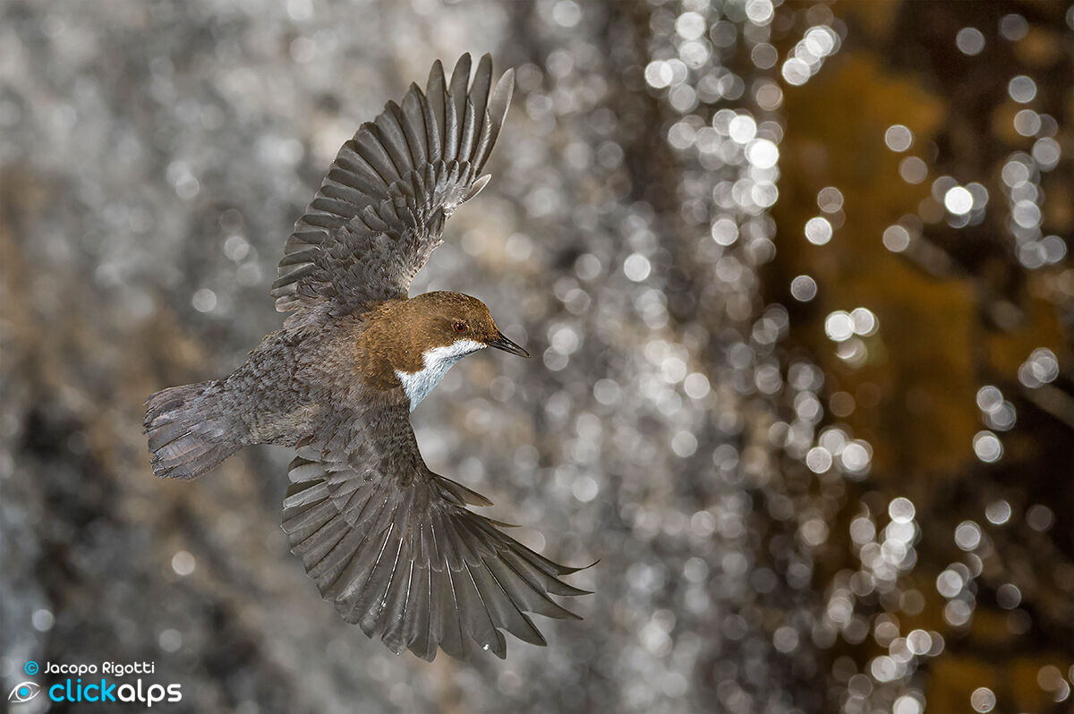 WHITE-THROATED DIPPER