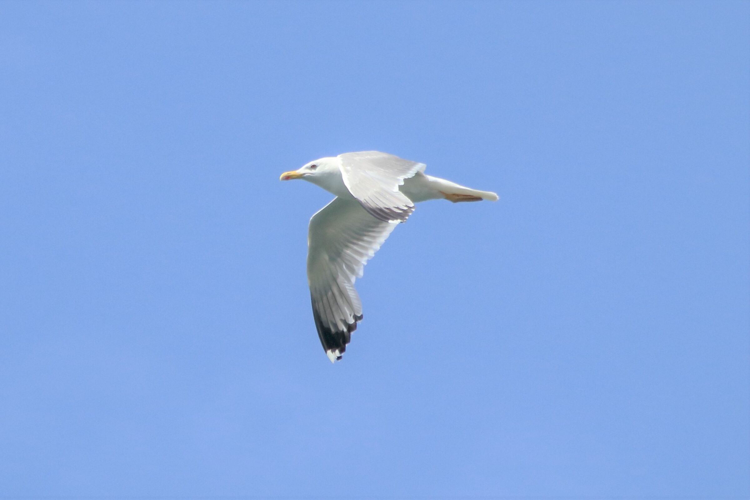 Land gull