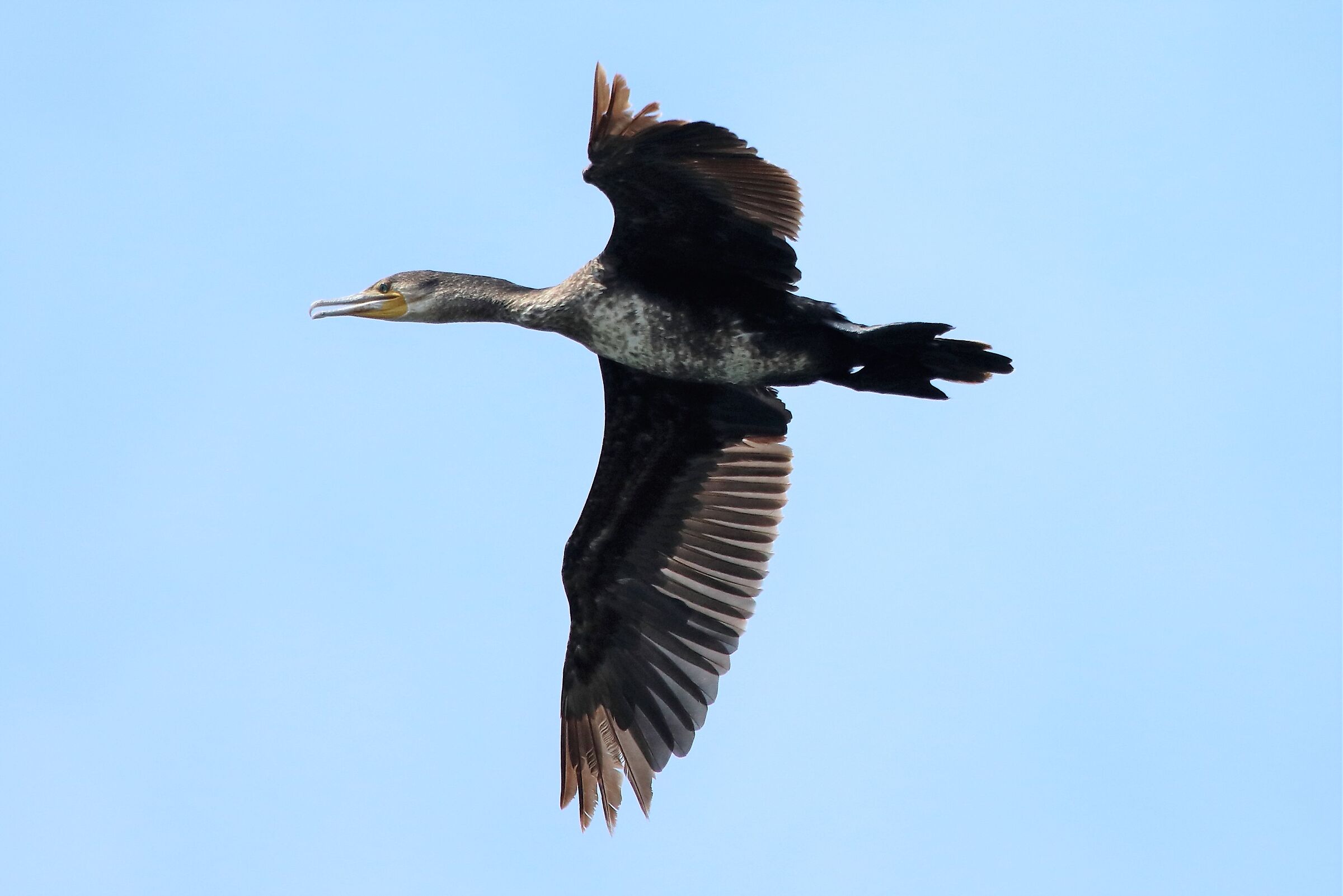 Cormorant