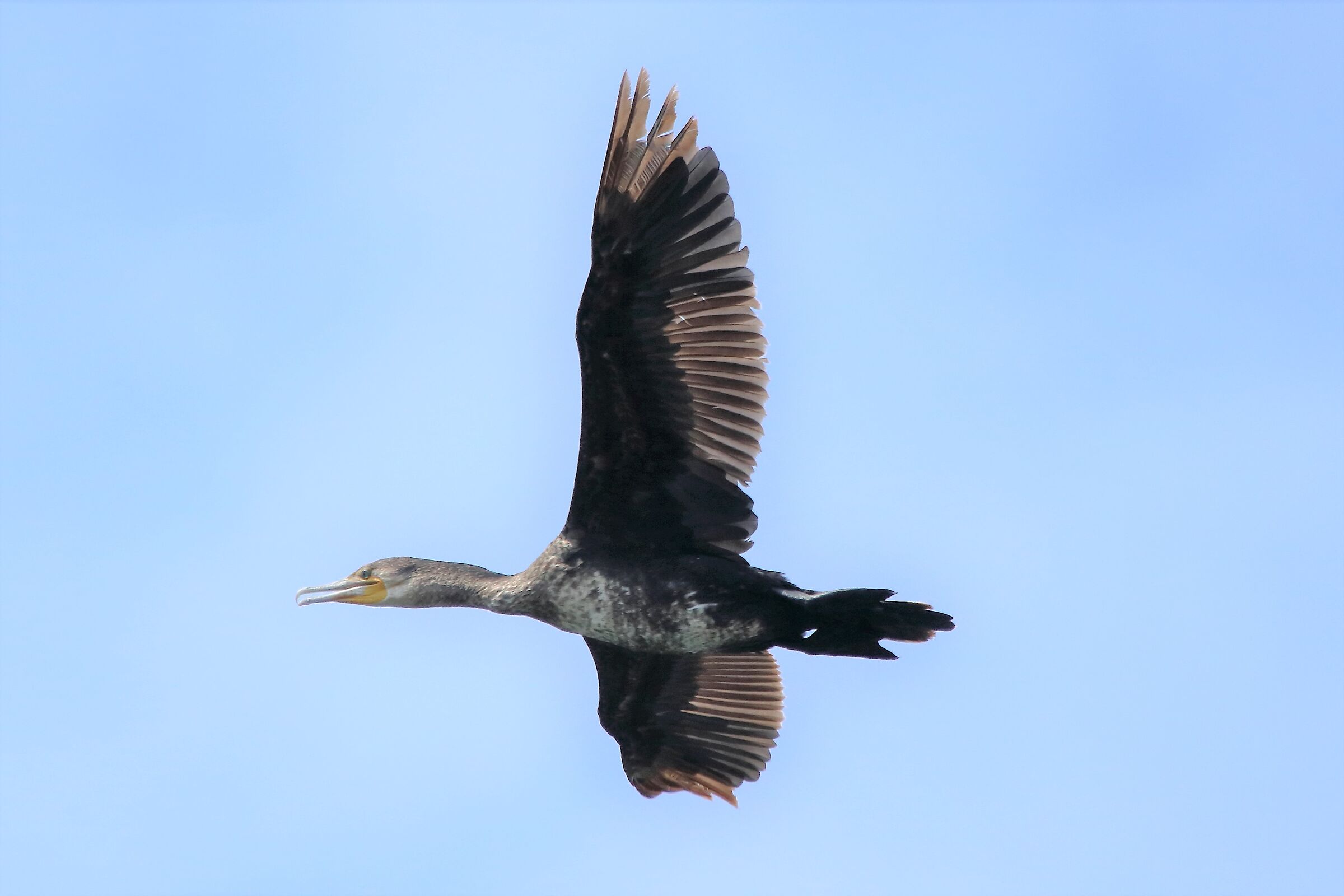 Cormorant