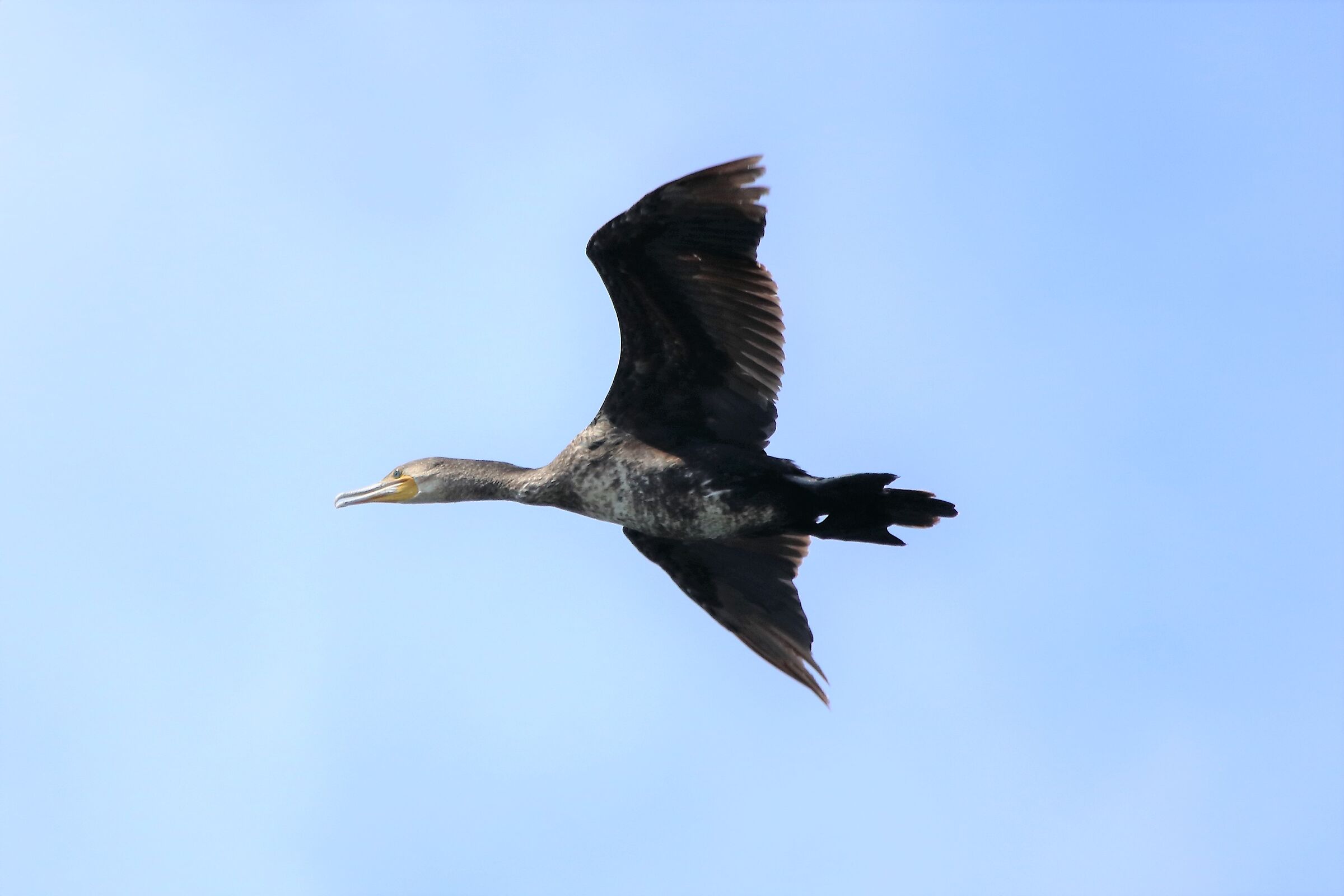 Cormorant