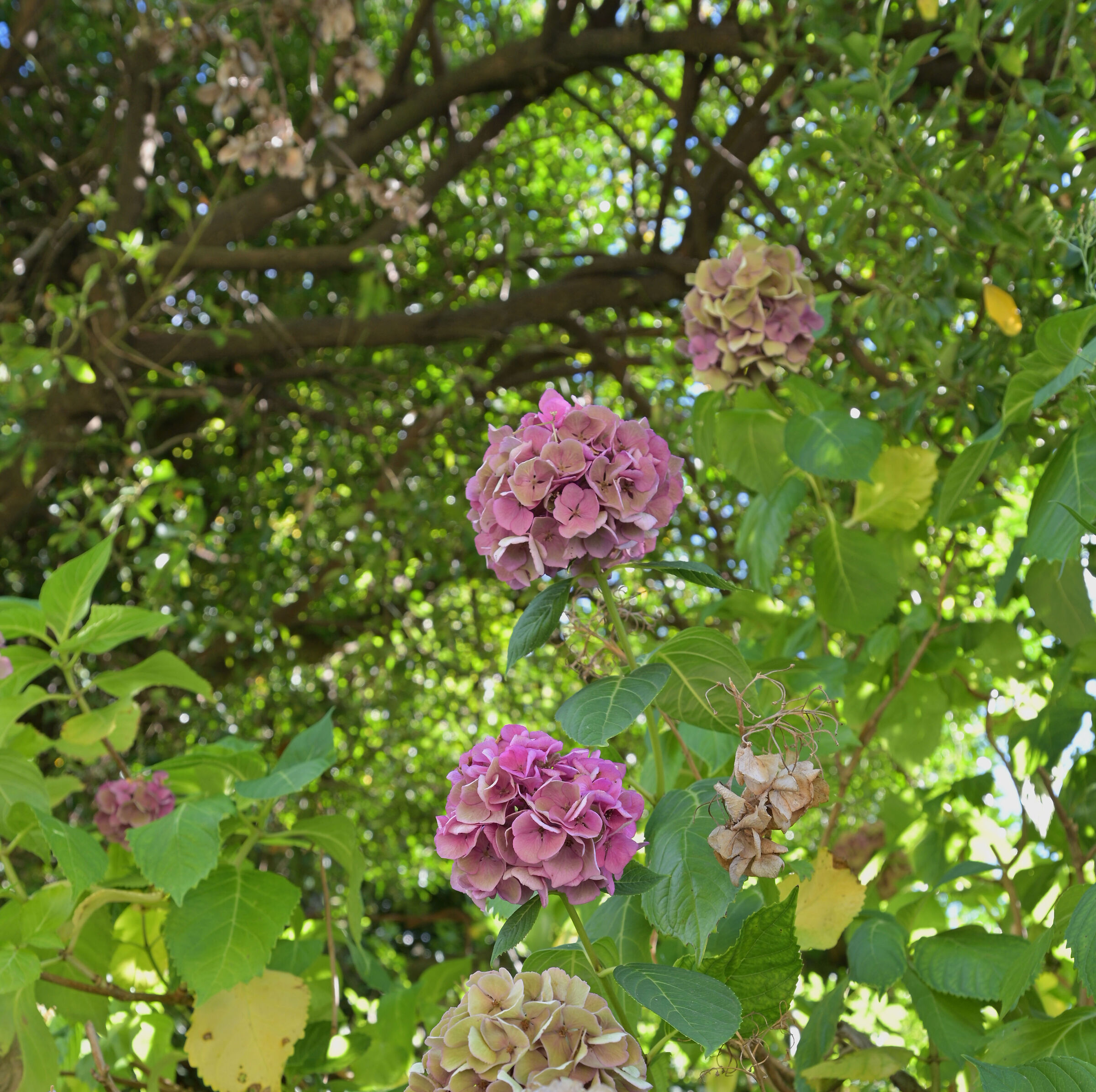 hydrangeas of Sambuco, Genoa