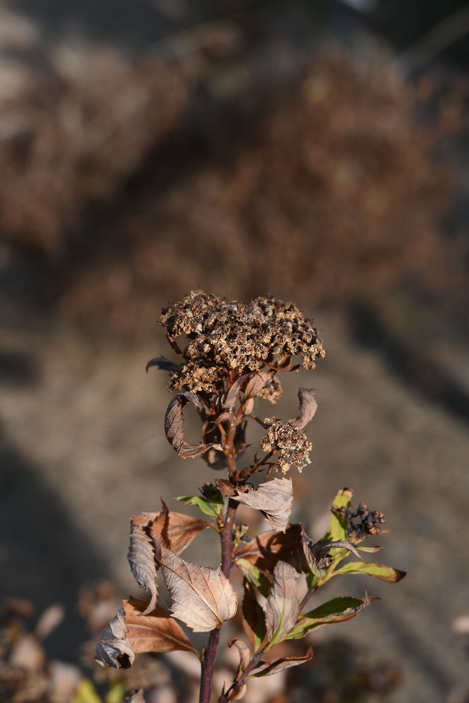 dried flowers with ramellina