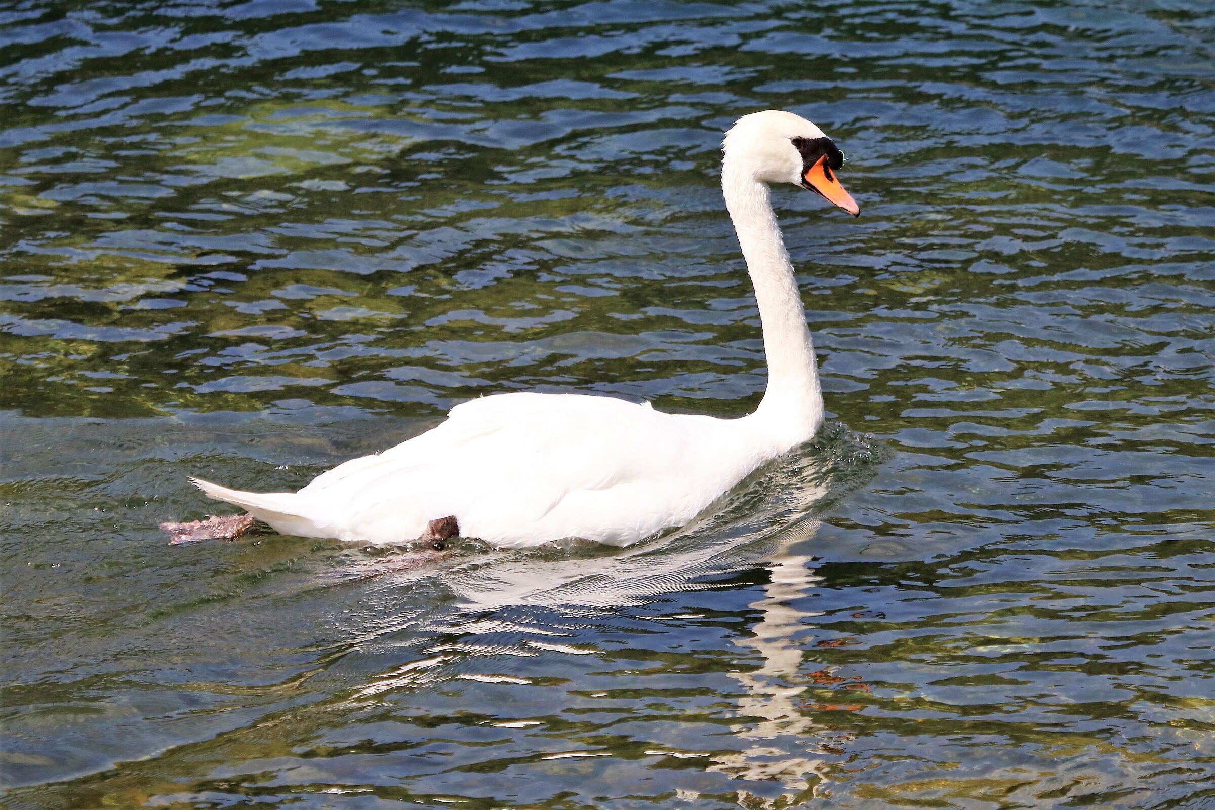 swan