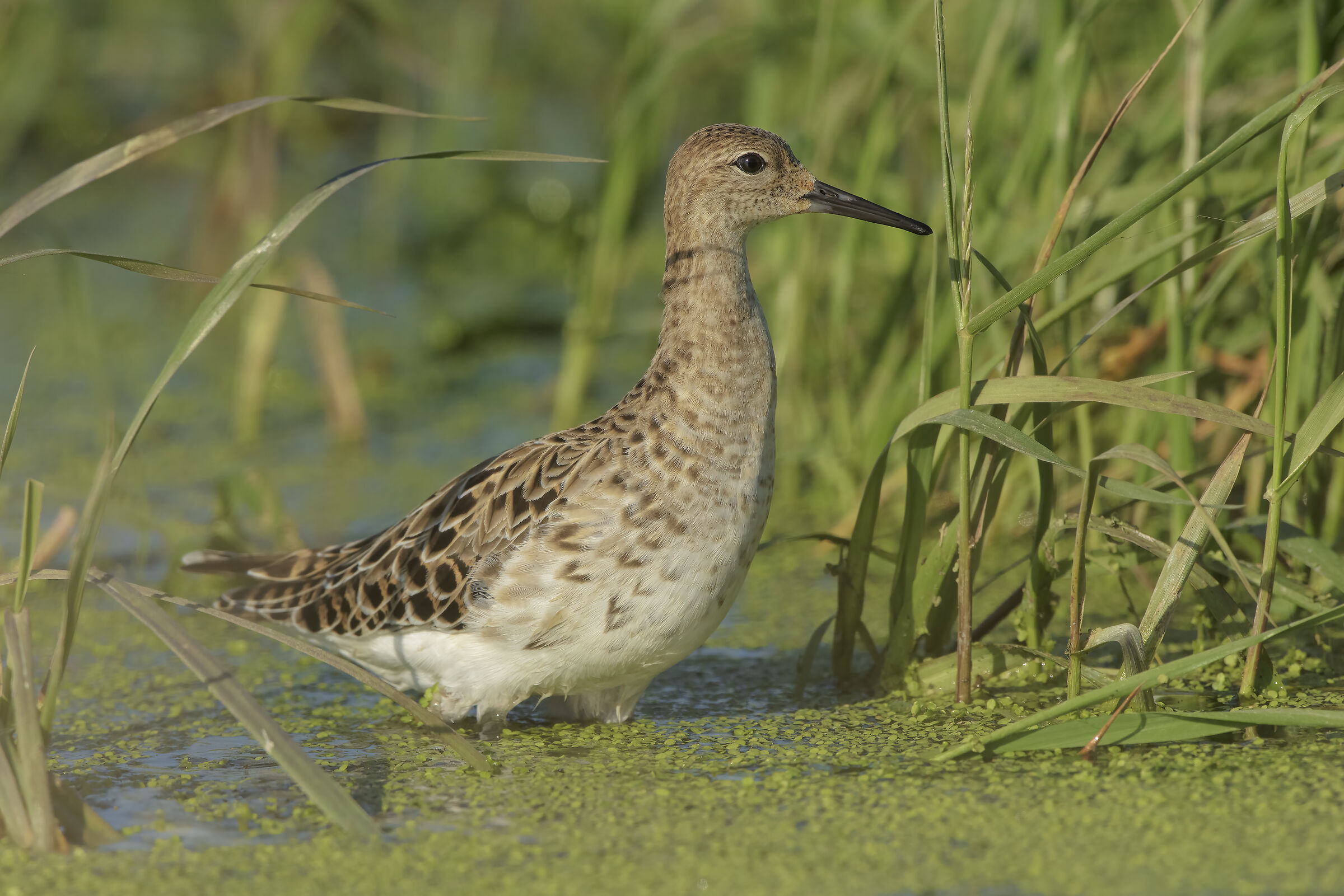 maschio di combattente