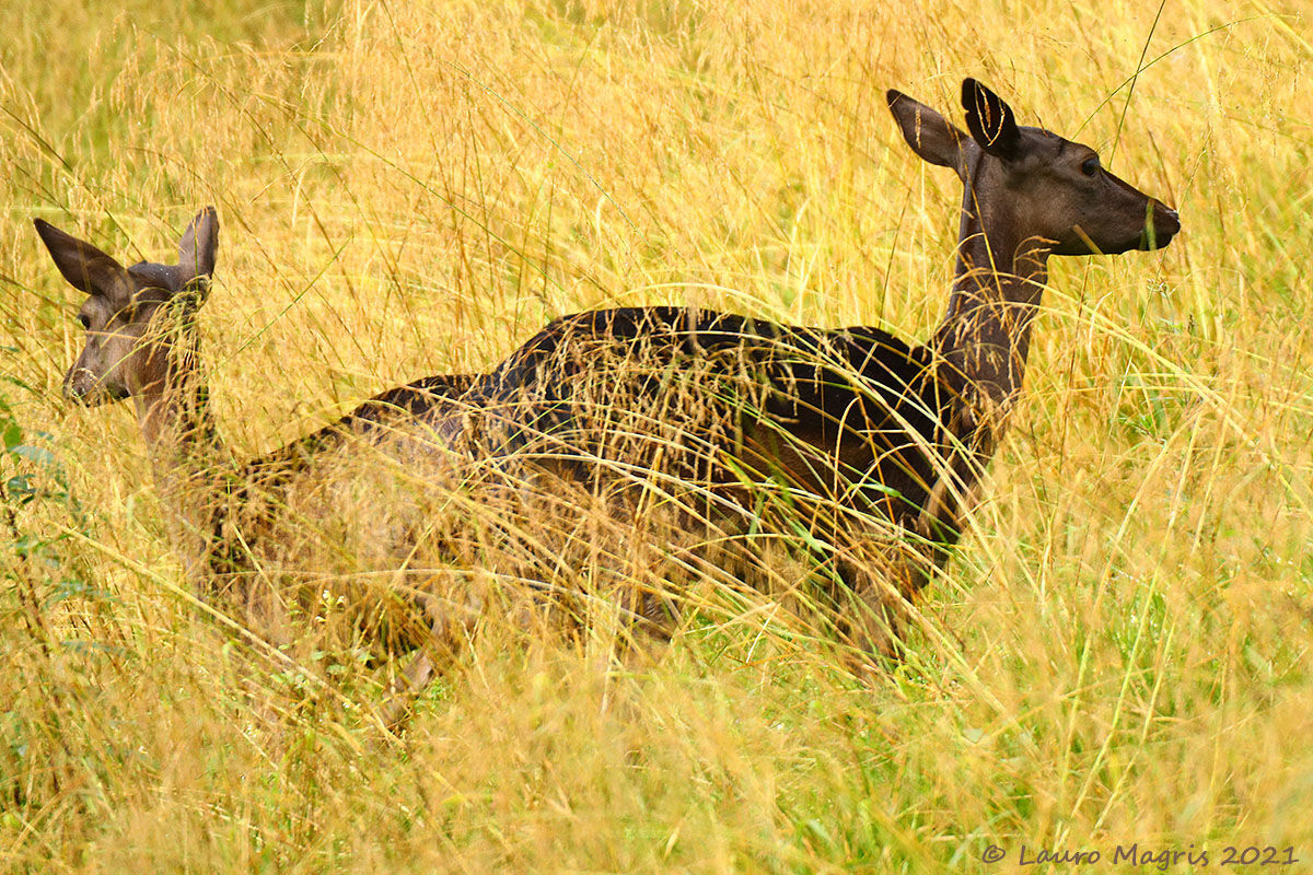 Fallow deer