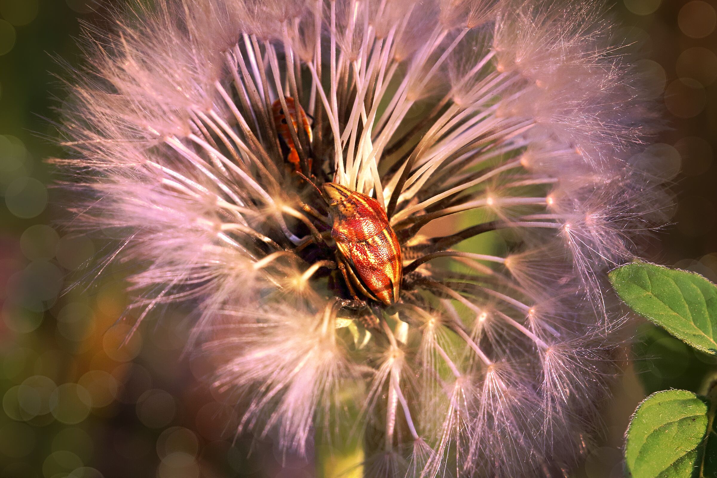 Quella casa nel Dente di Leone