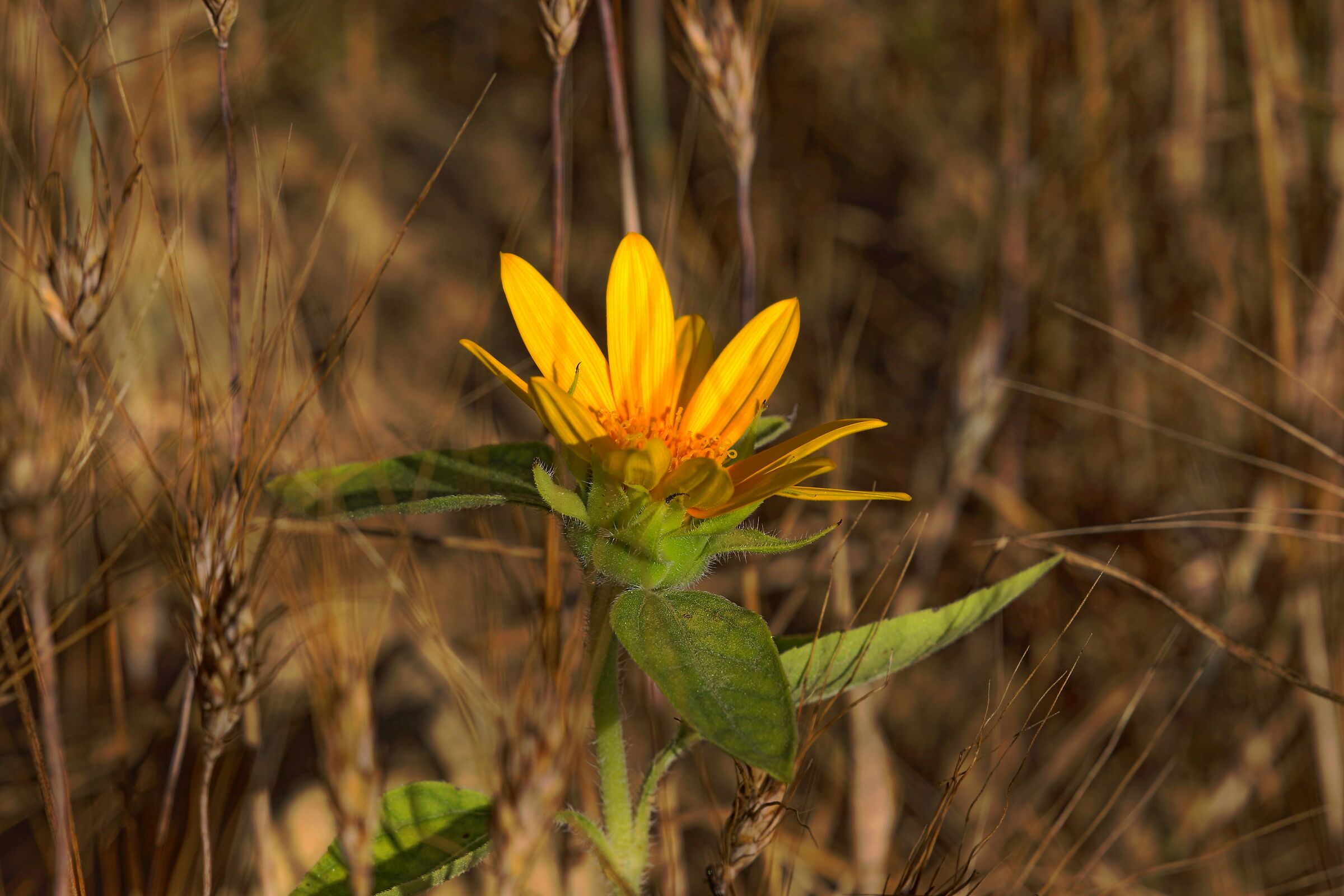 Il girasole nato nel campo di grano