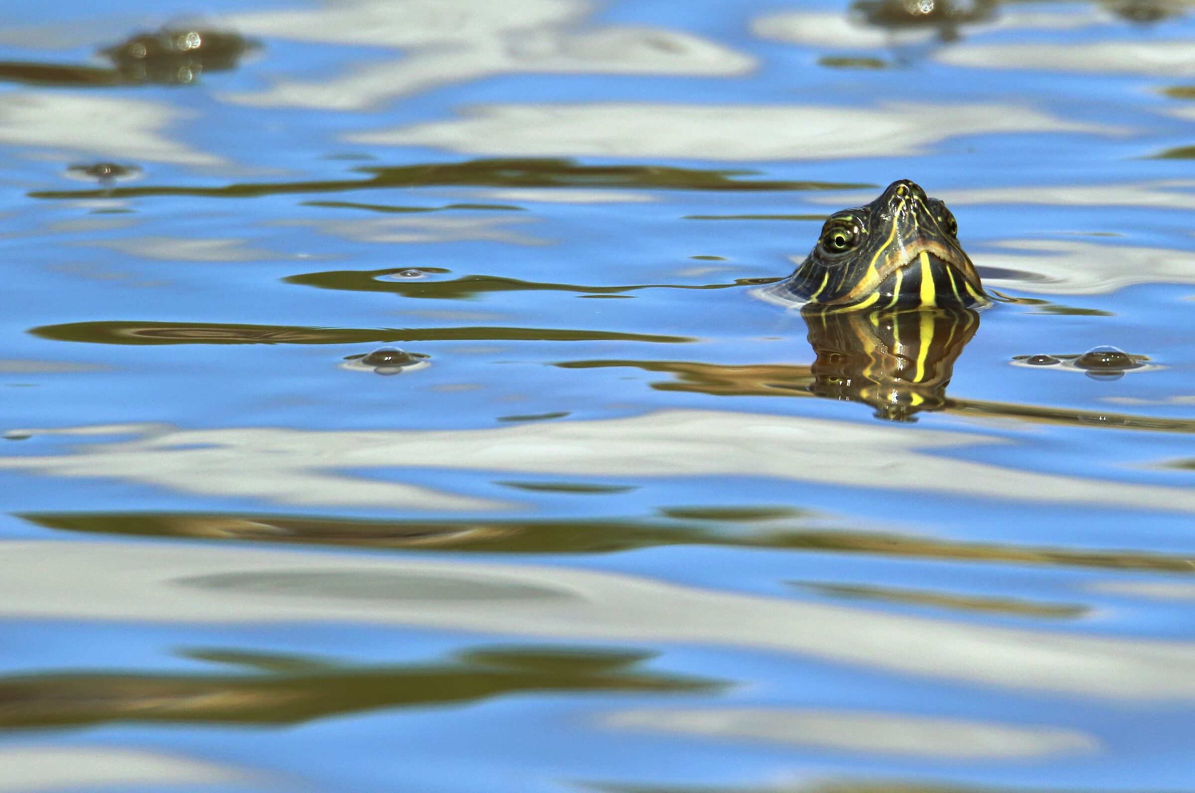 Un tranquillo giorno d'estate