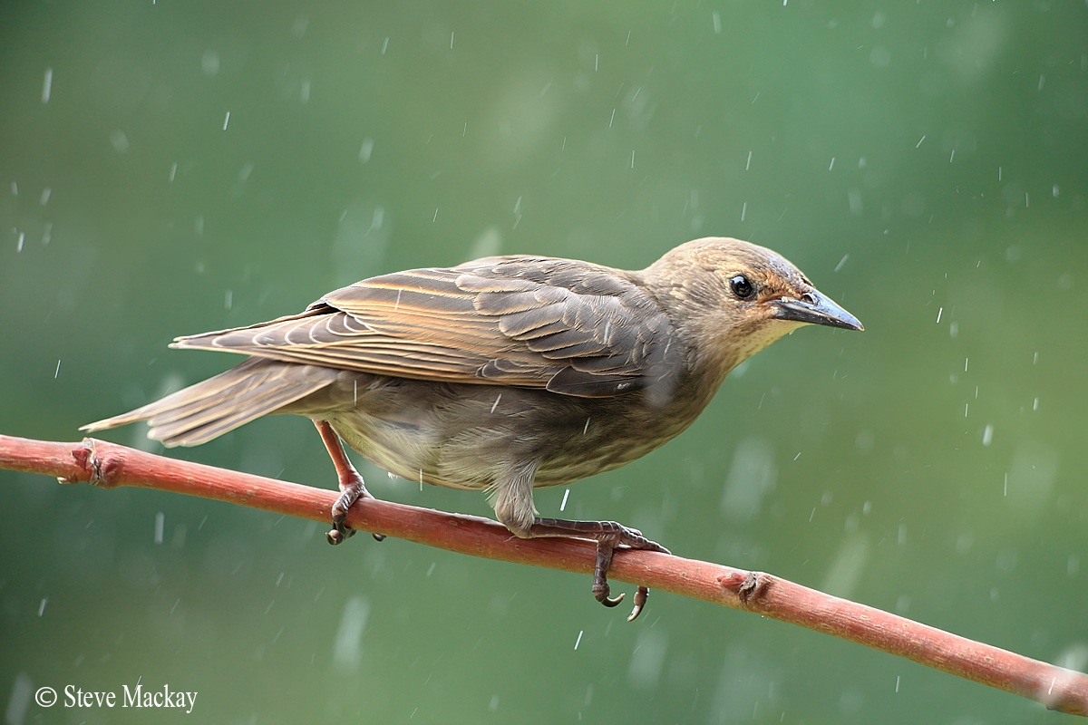 Starling in the Rain