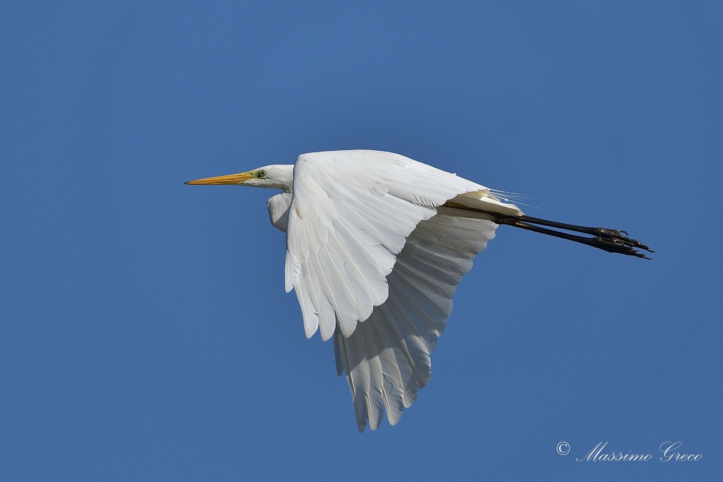 Airone bianco maggiore (Casmerodius albus)