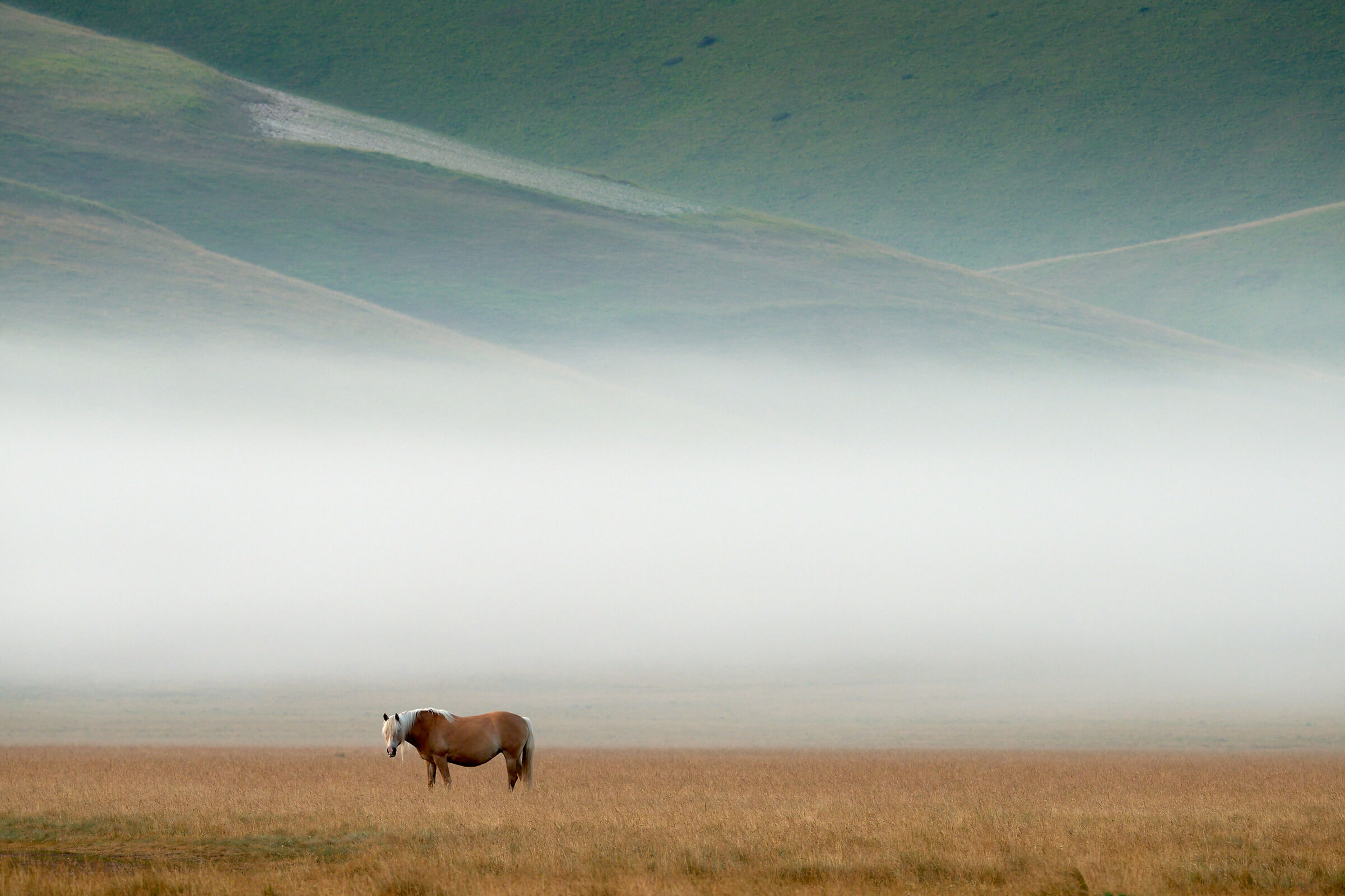 Foggy Horse