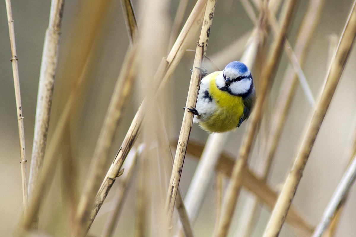 Blue Tit