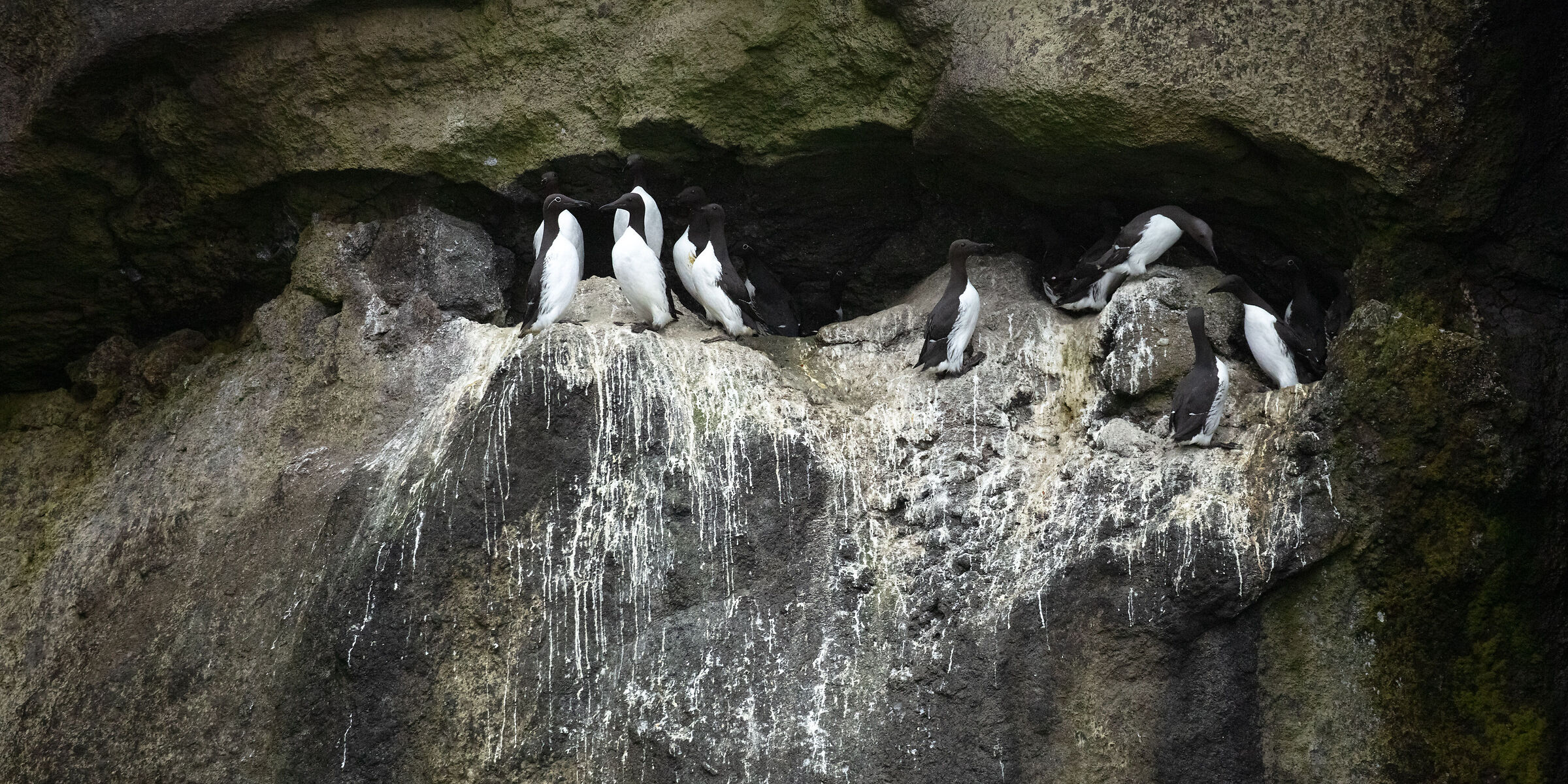 Exploring the FarOe