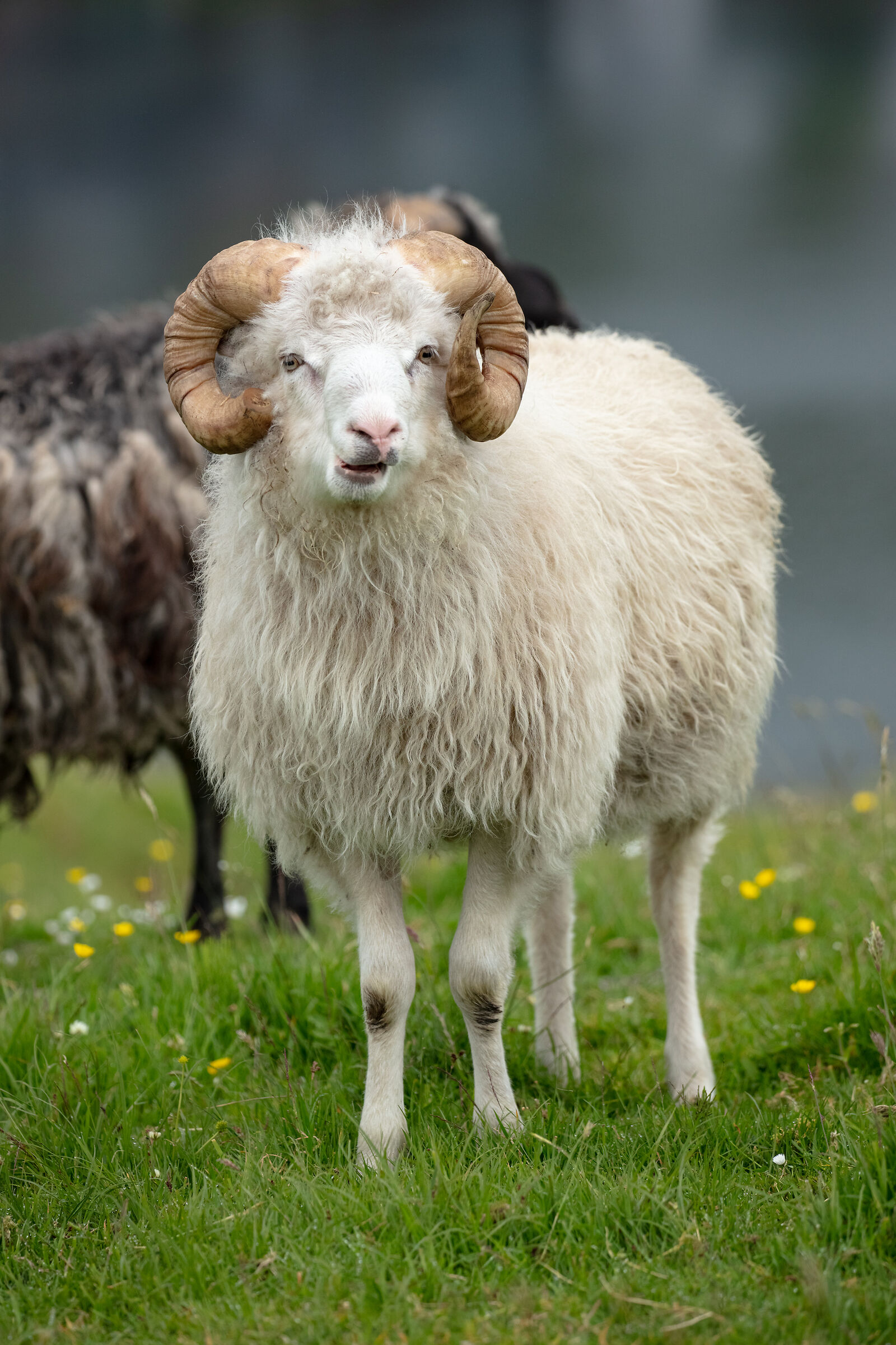 Exploring the FarOe