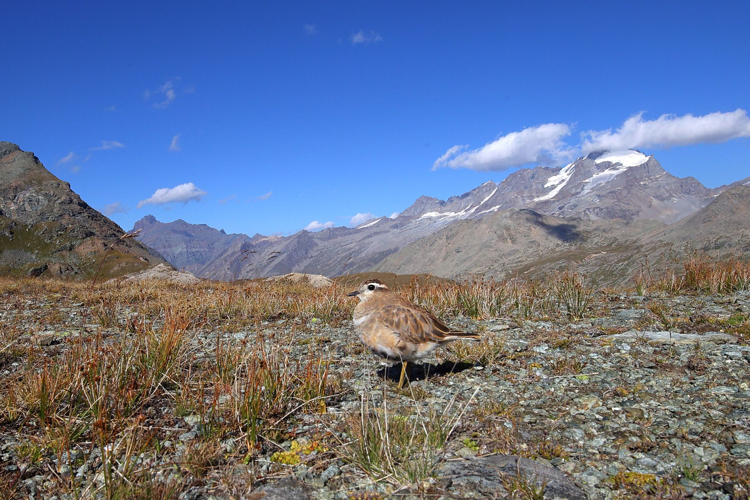 Cartolina dal Gran Paradiso