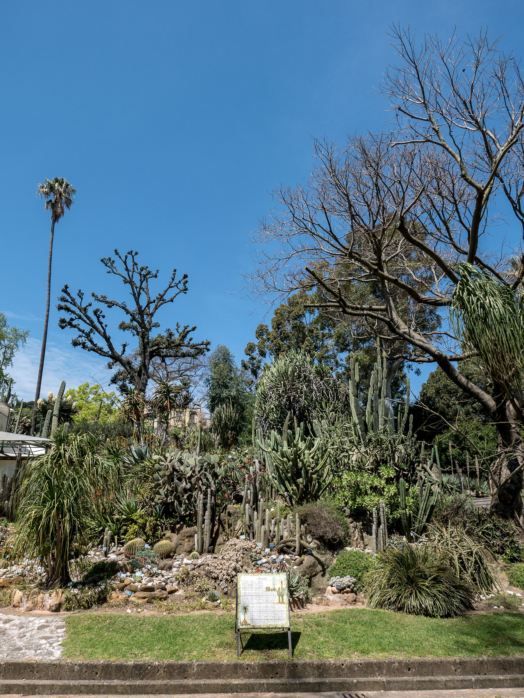 Le piante grasse hanno problemi di colesterolo?