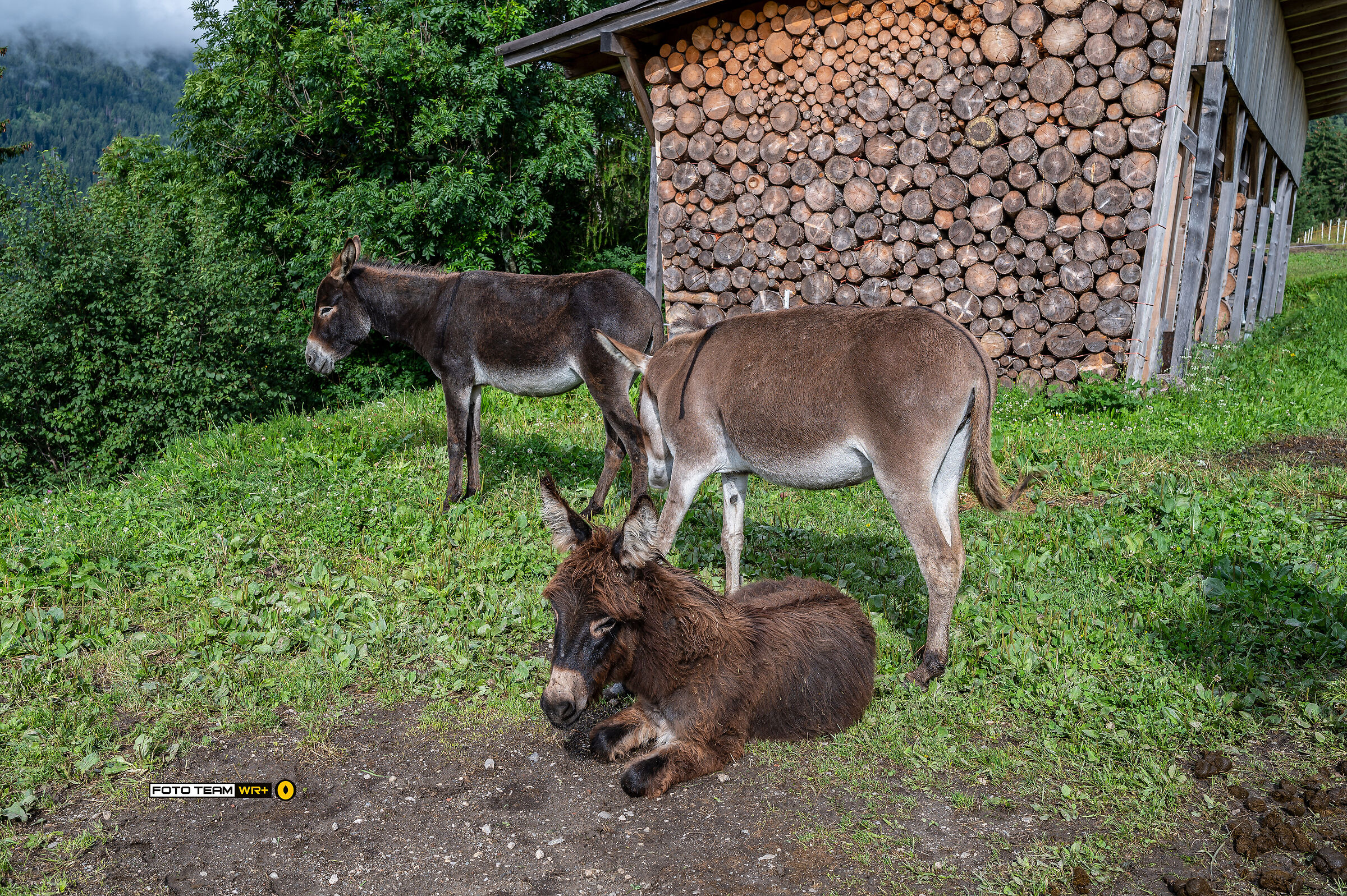 The donkeys of Villabassa