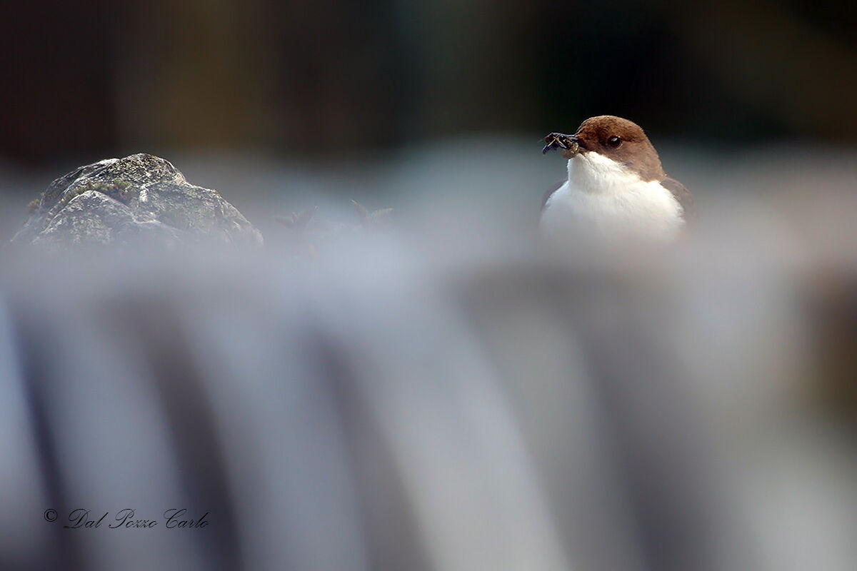 White-throated dipper