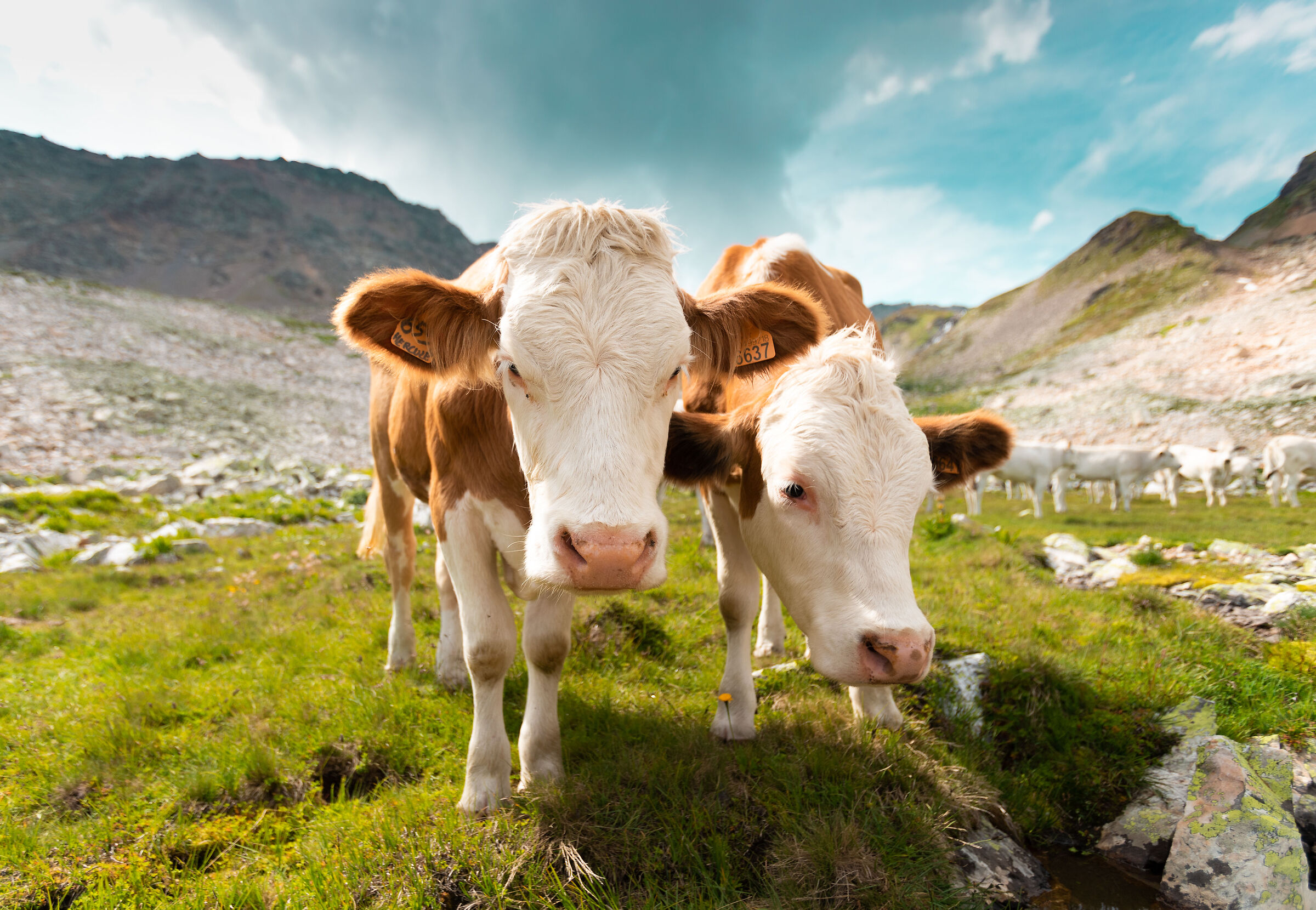 Happy cows