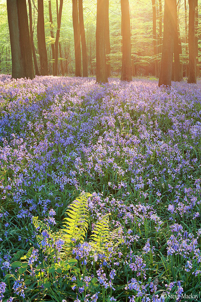 Incantato Bluebell Wood II