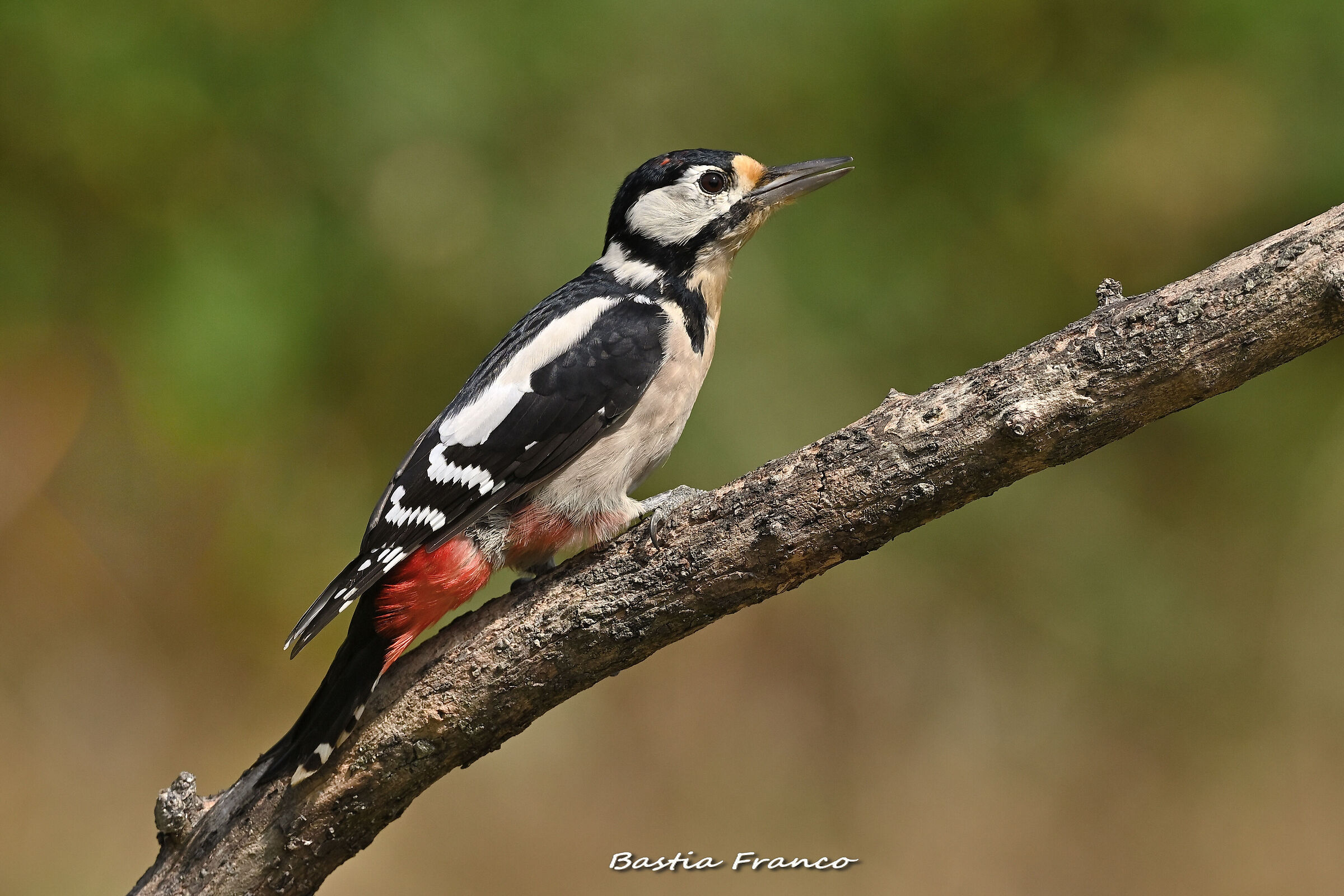 Picchio rosso maggiore