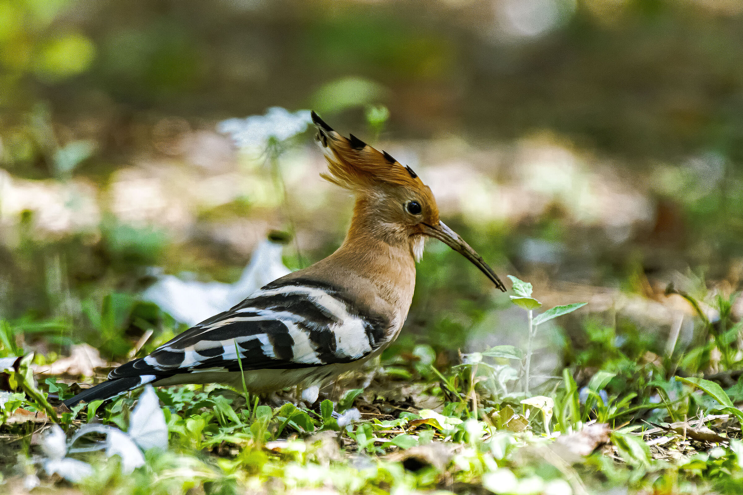 The Hoopoe