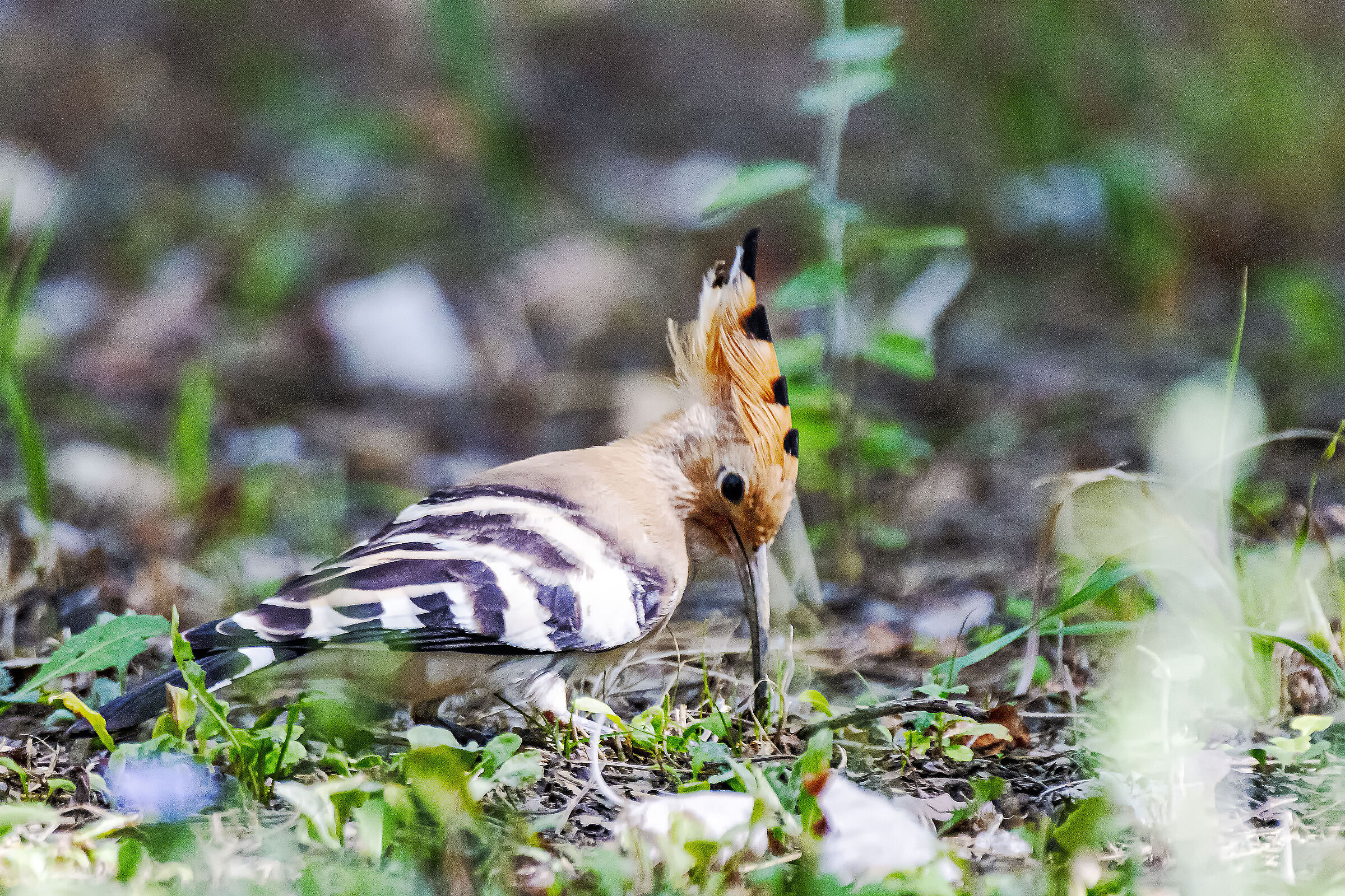 Hoopoe