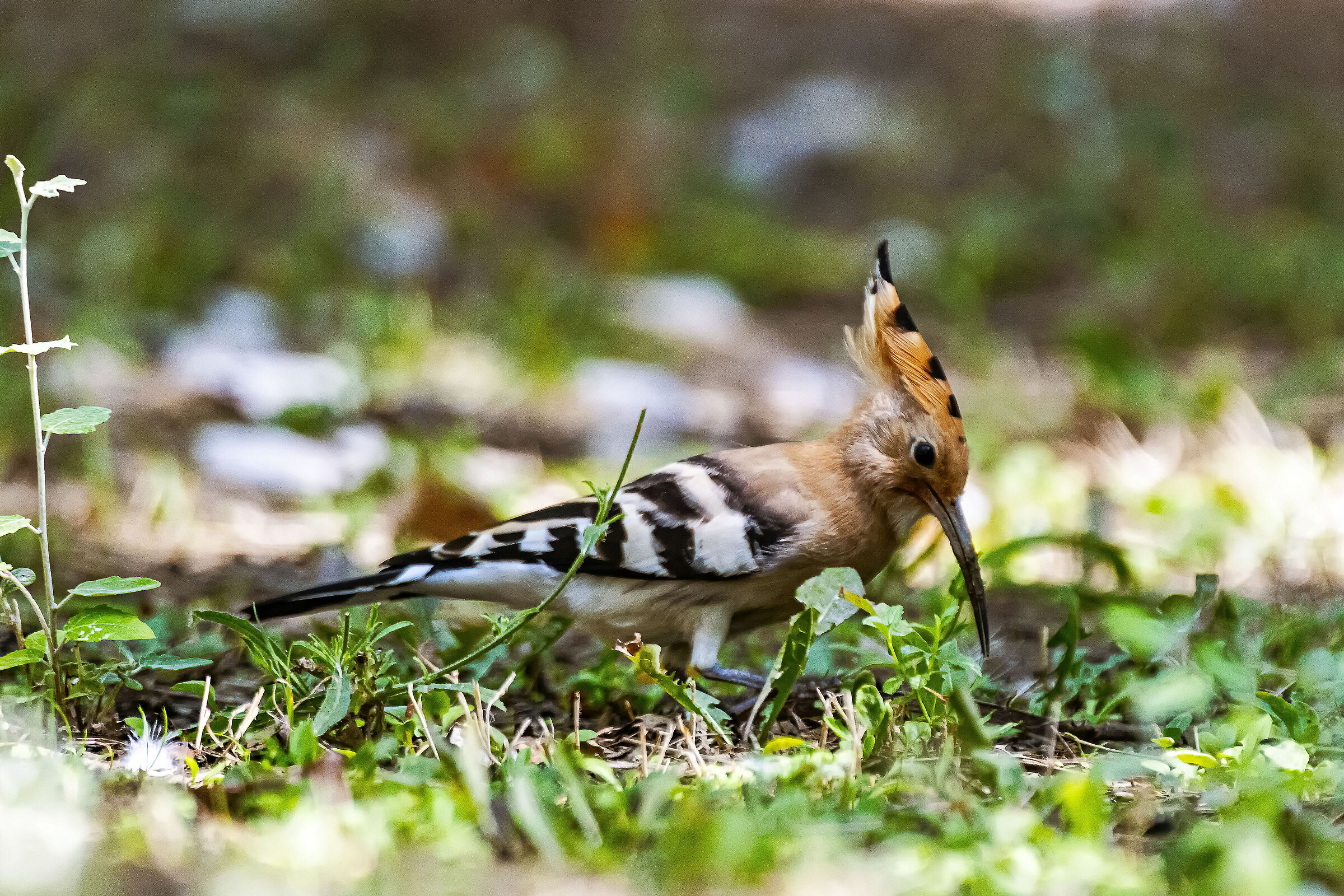 Hoopoe