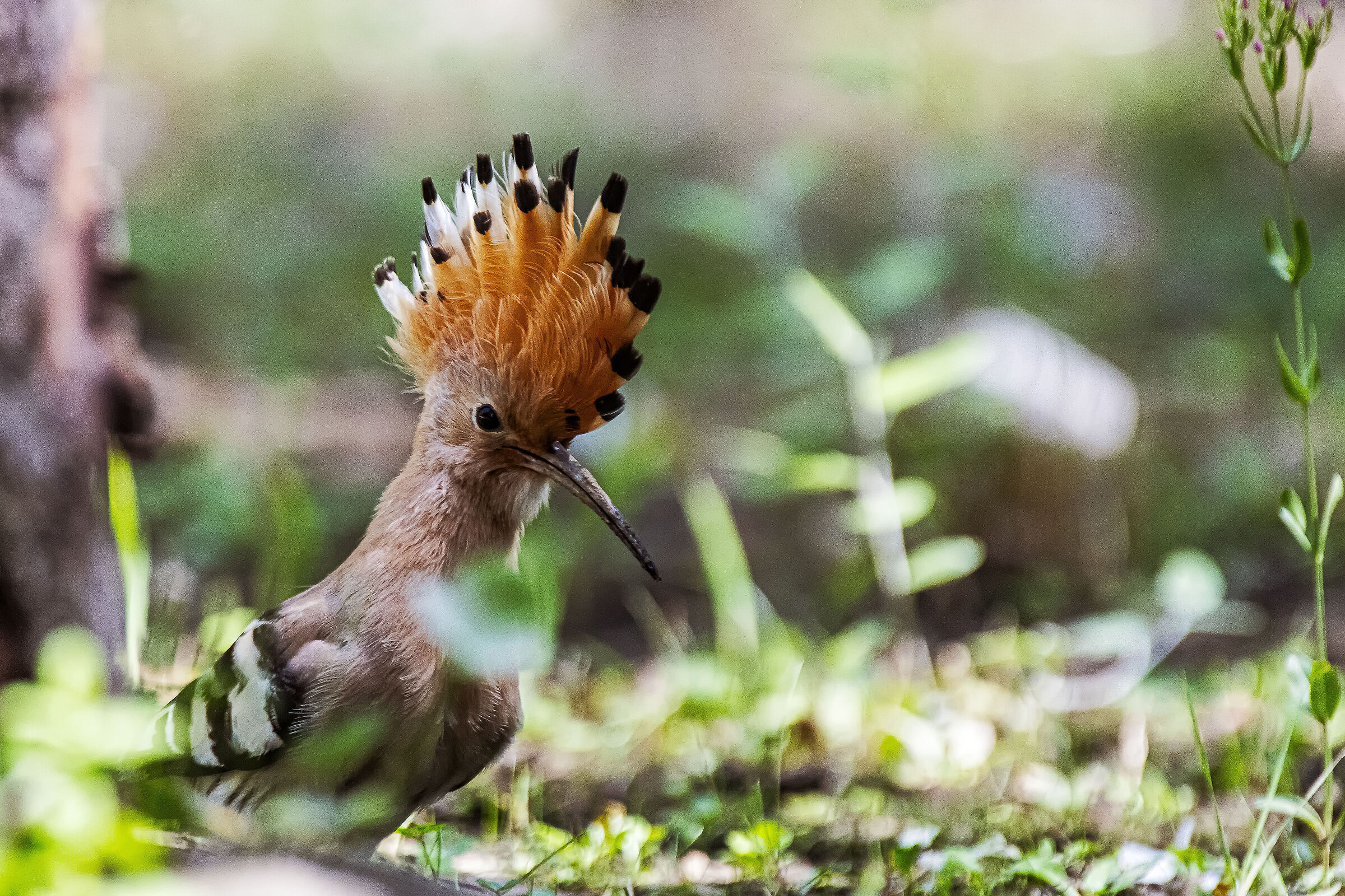 Hoopoe
