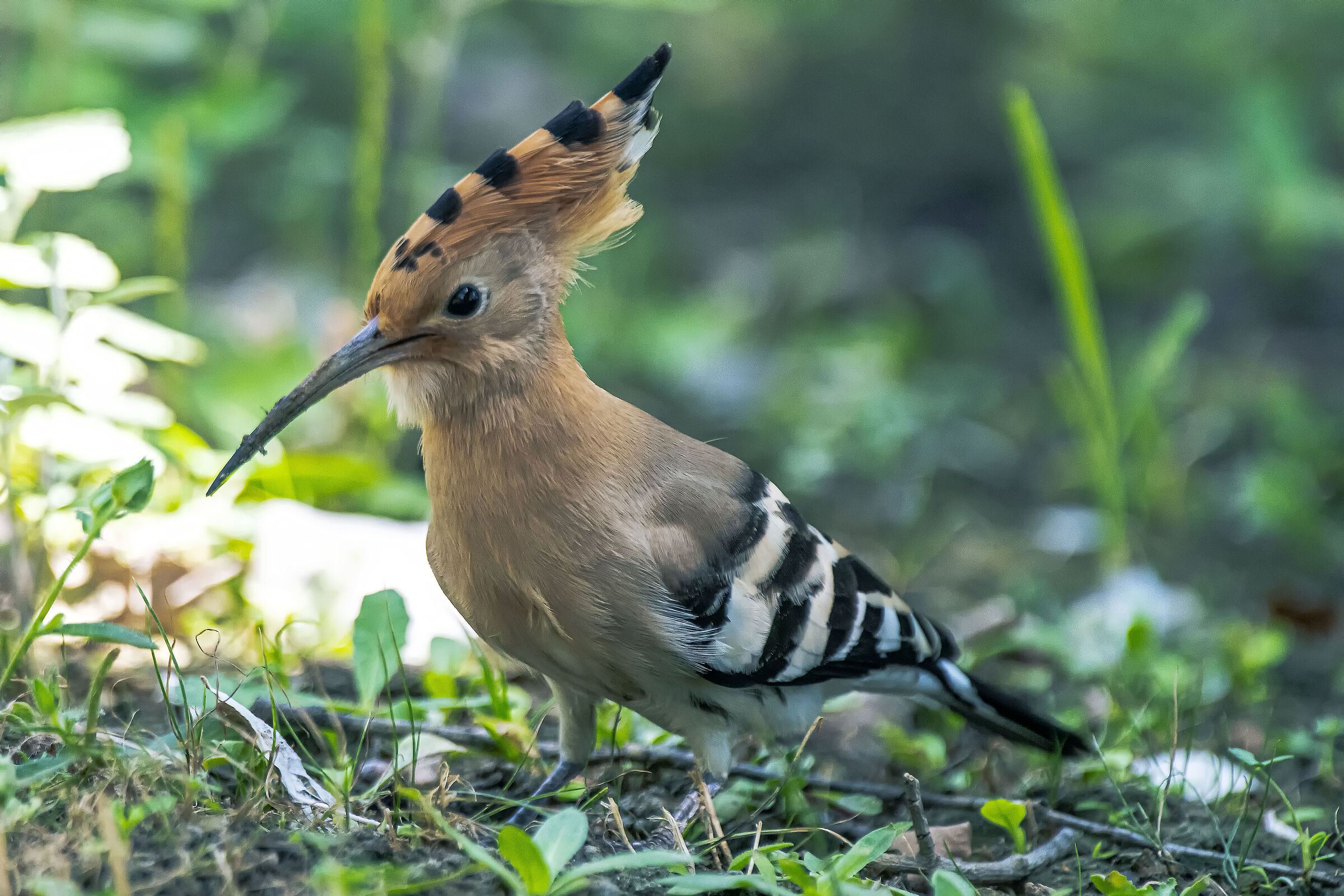 Hoopoe