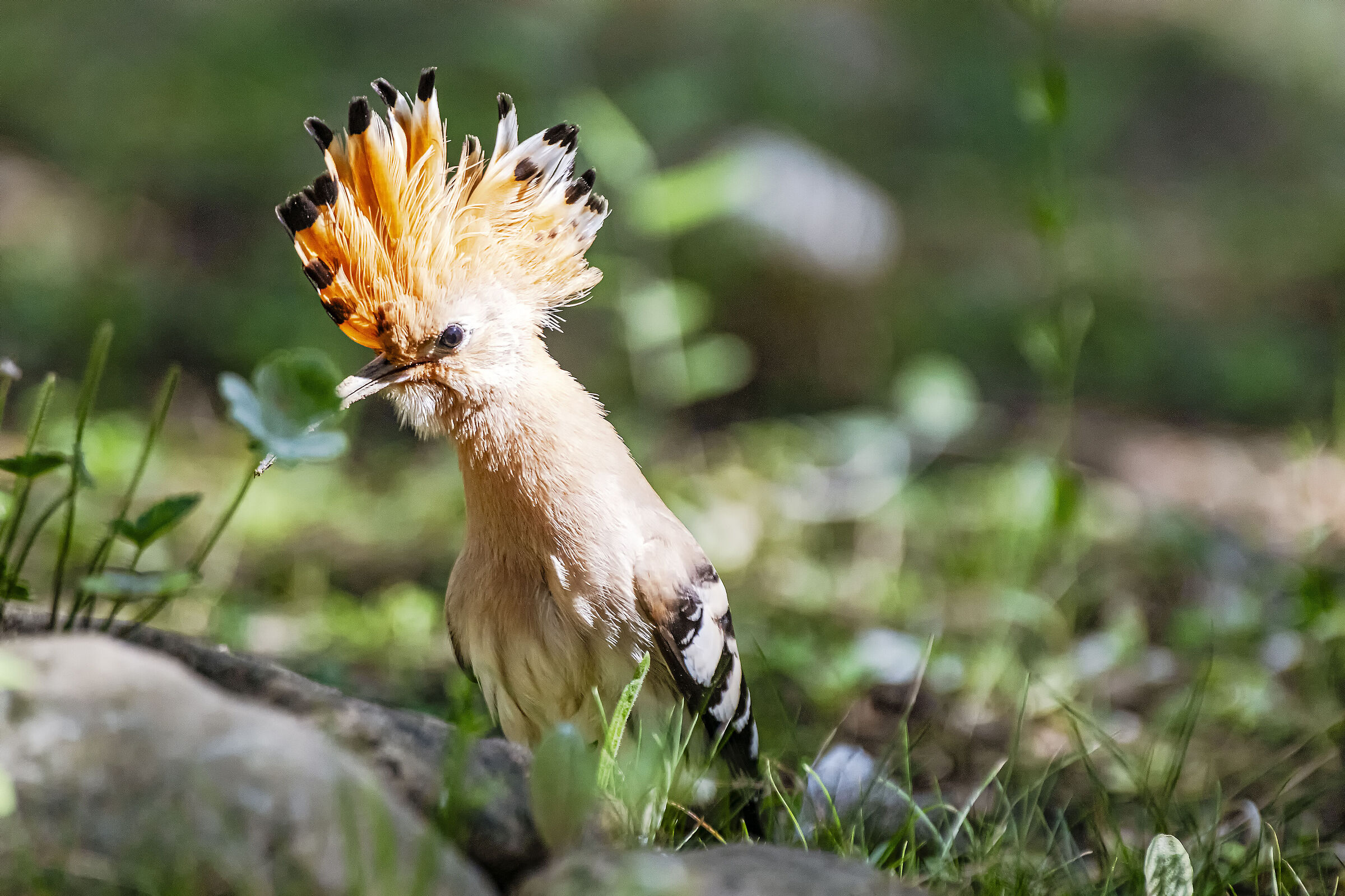 Hoopoe up close