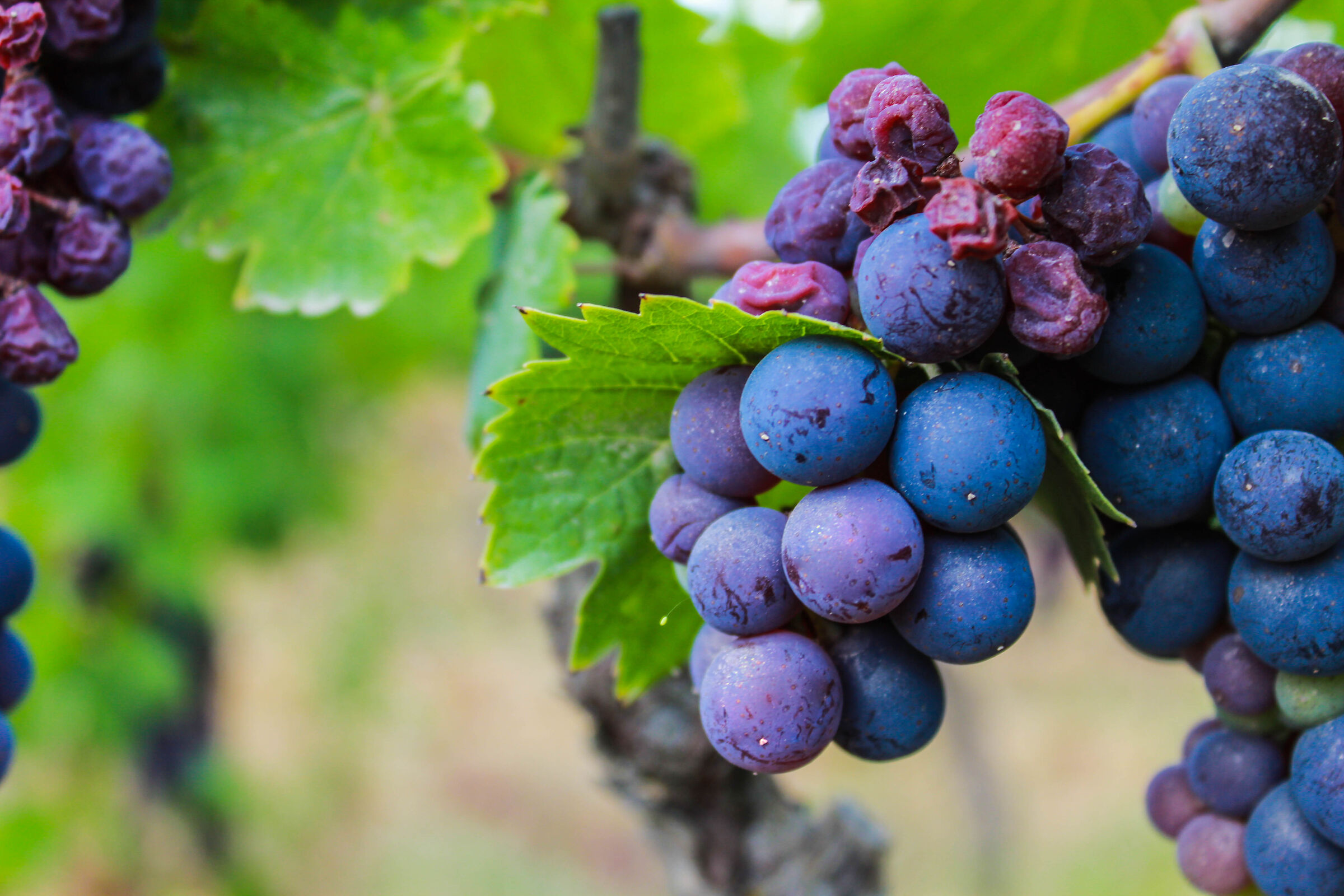 Vineyards