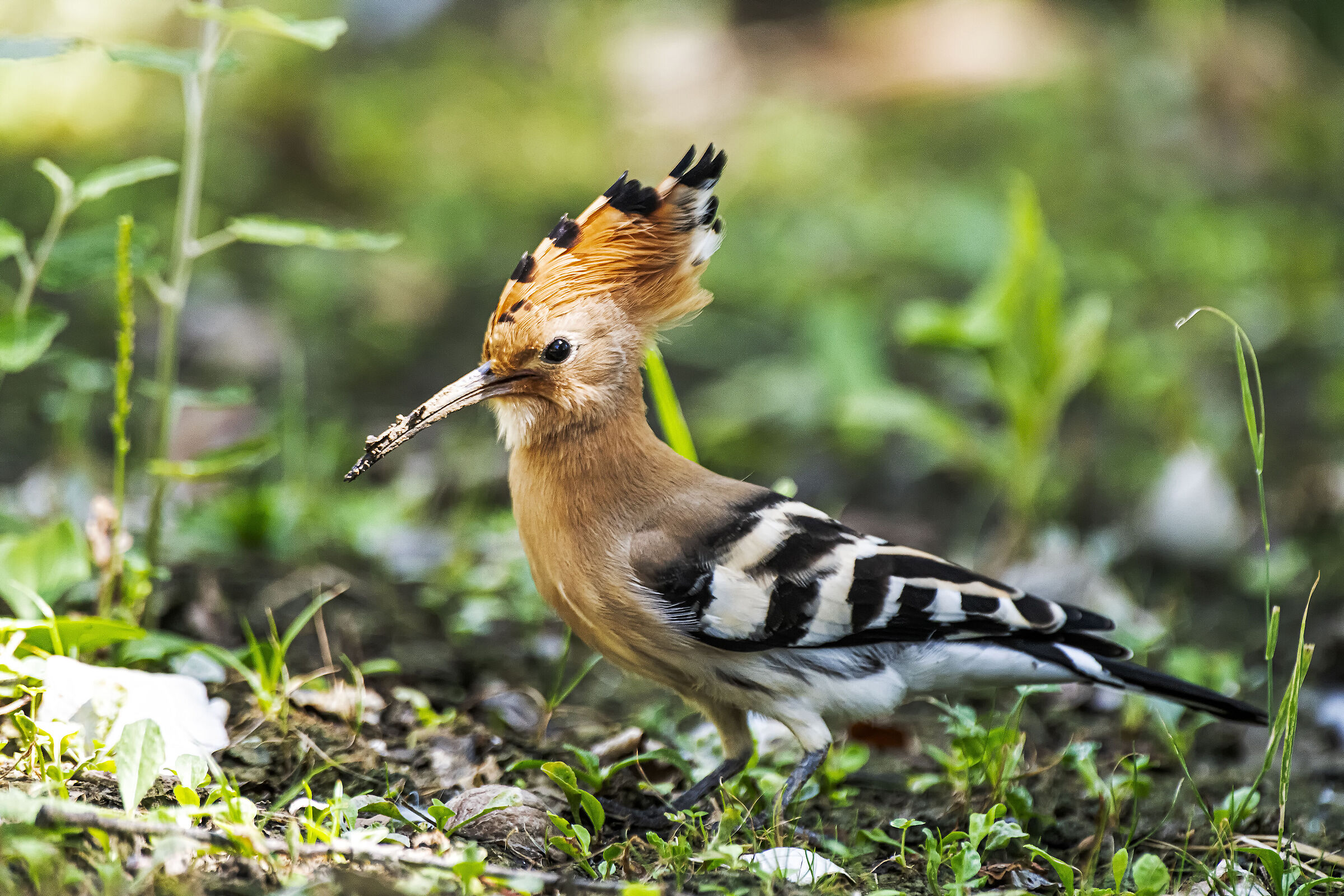 Hoopoe