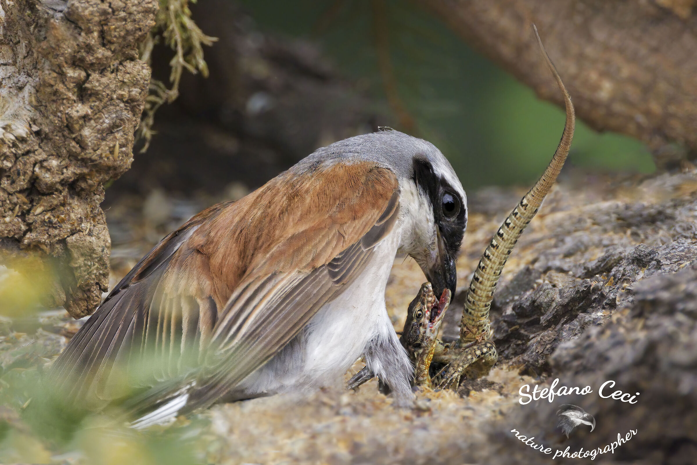 Minor male shrike