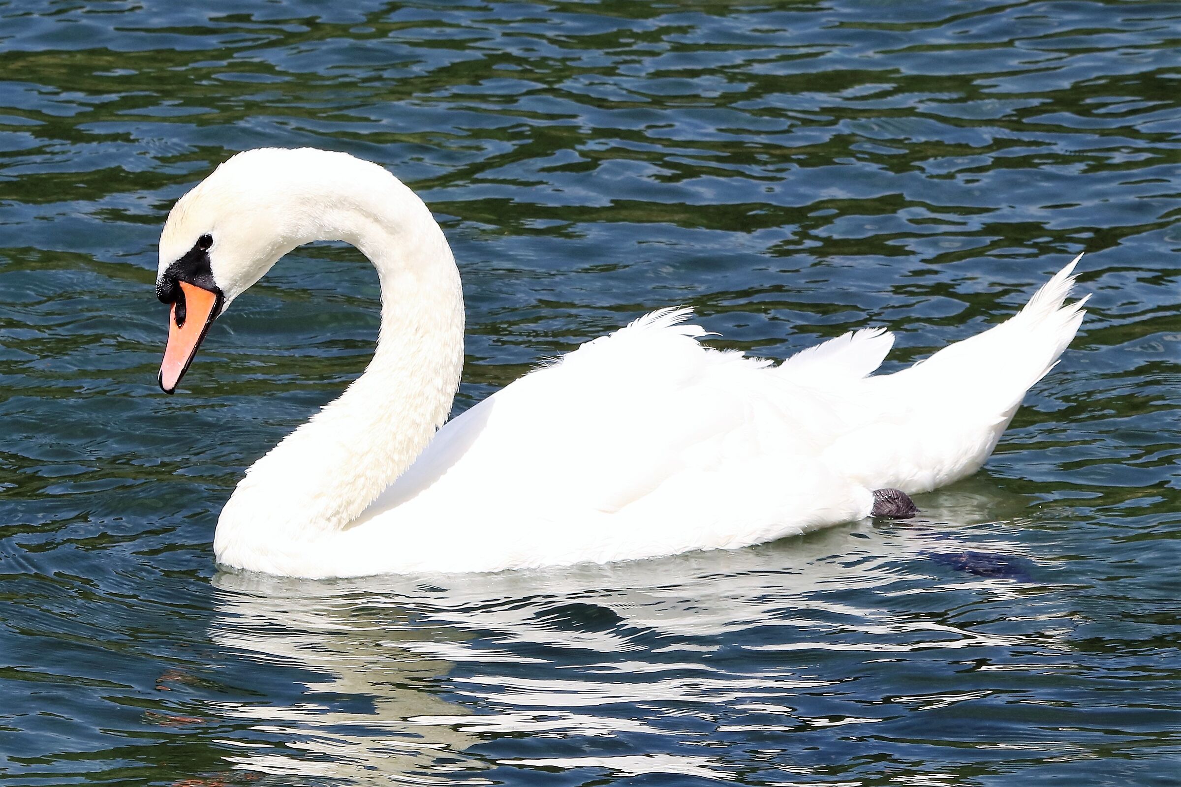 Swan