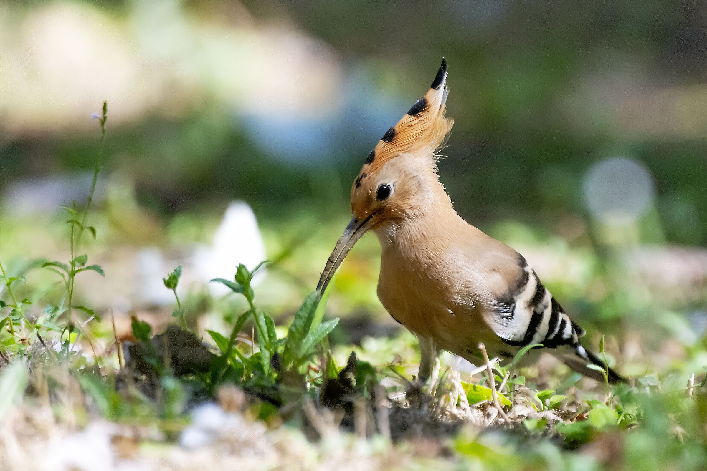 Hoopoe